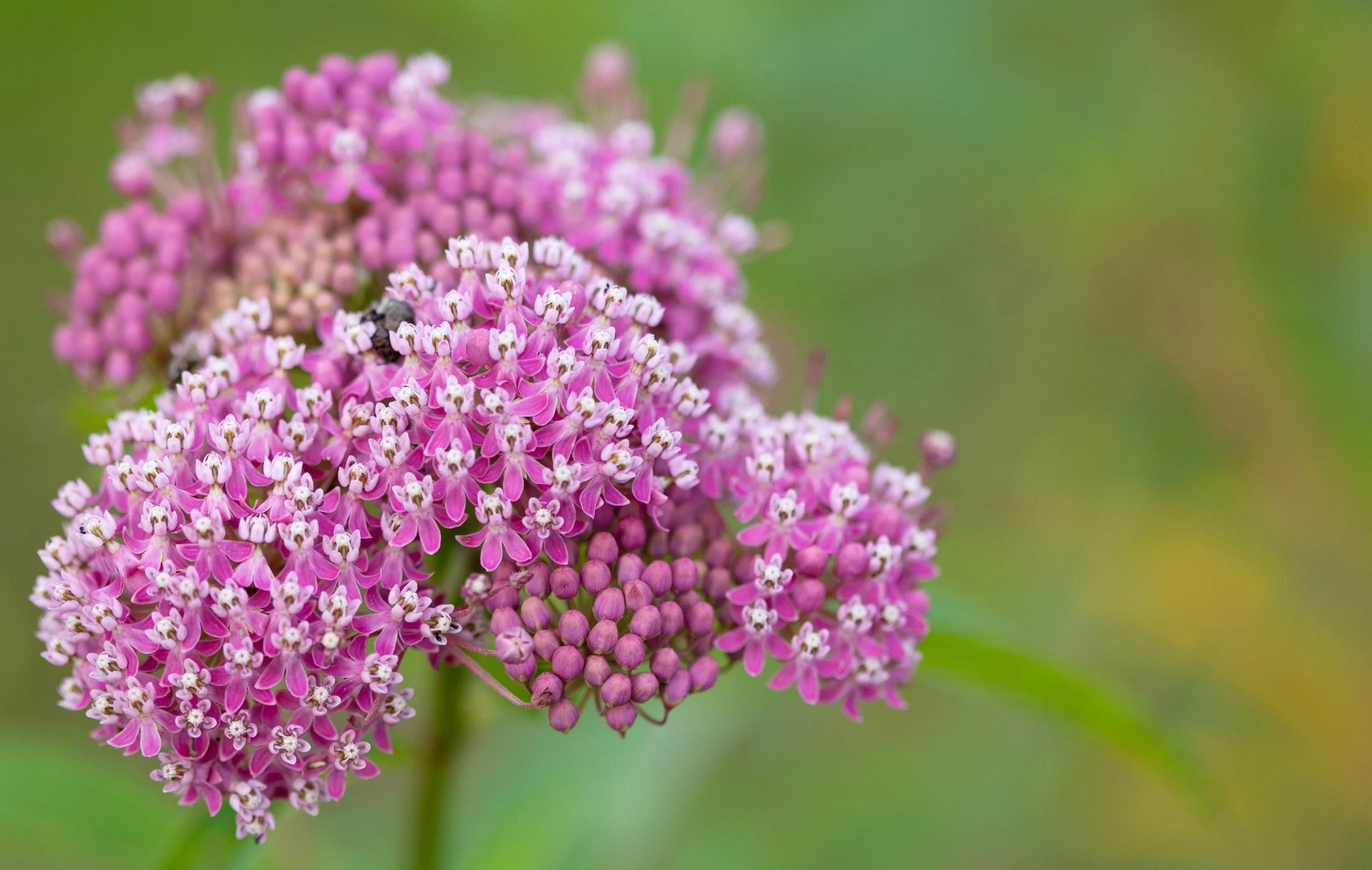 75 RED SWAMP MILKWEED Asclepias Incarnata Flower Seeds - Image 5