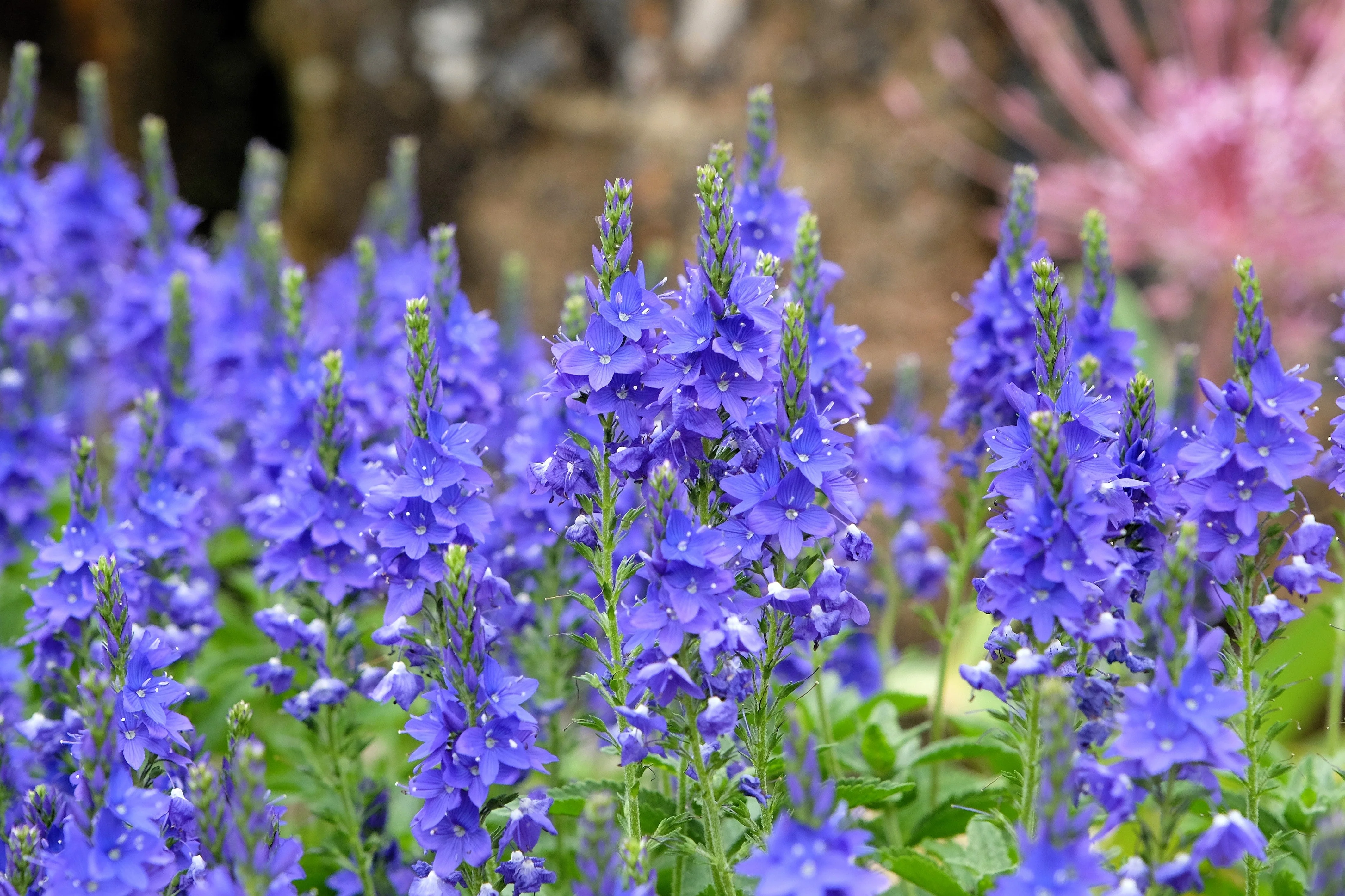 75 ROYAL BLUE SPEEDWELL Veronica Austriaca Teucrium Flower Seeds - Image 7