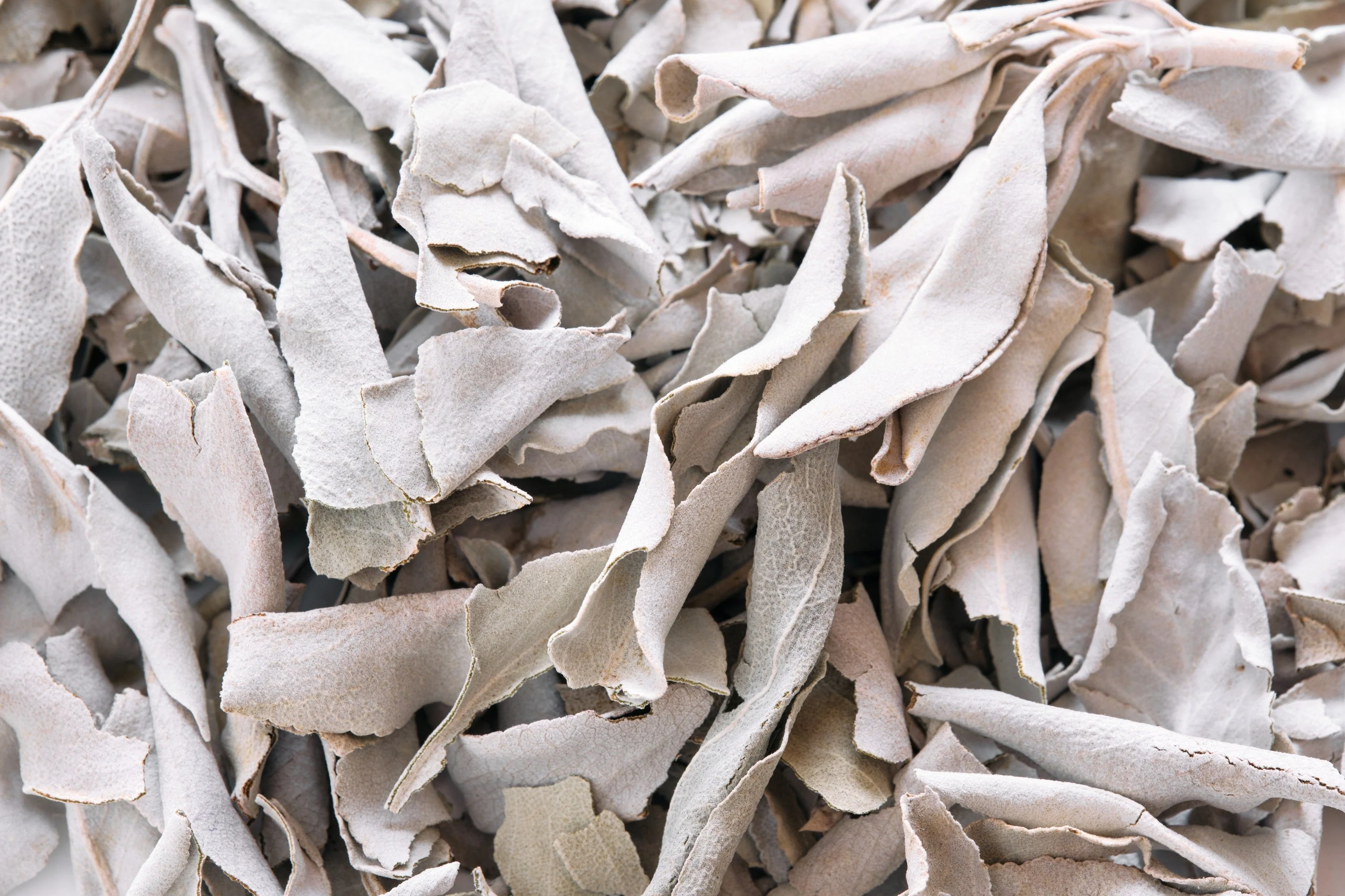 75 Sacred California WHITE SAGE Salvia Apiana Shrub Silver Folliage Native Smudge Seeds - Image 6