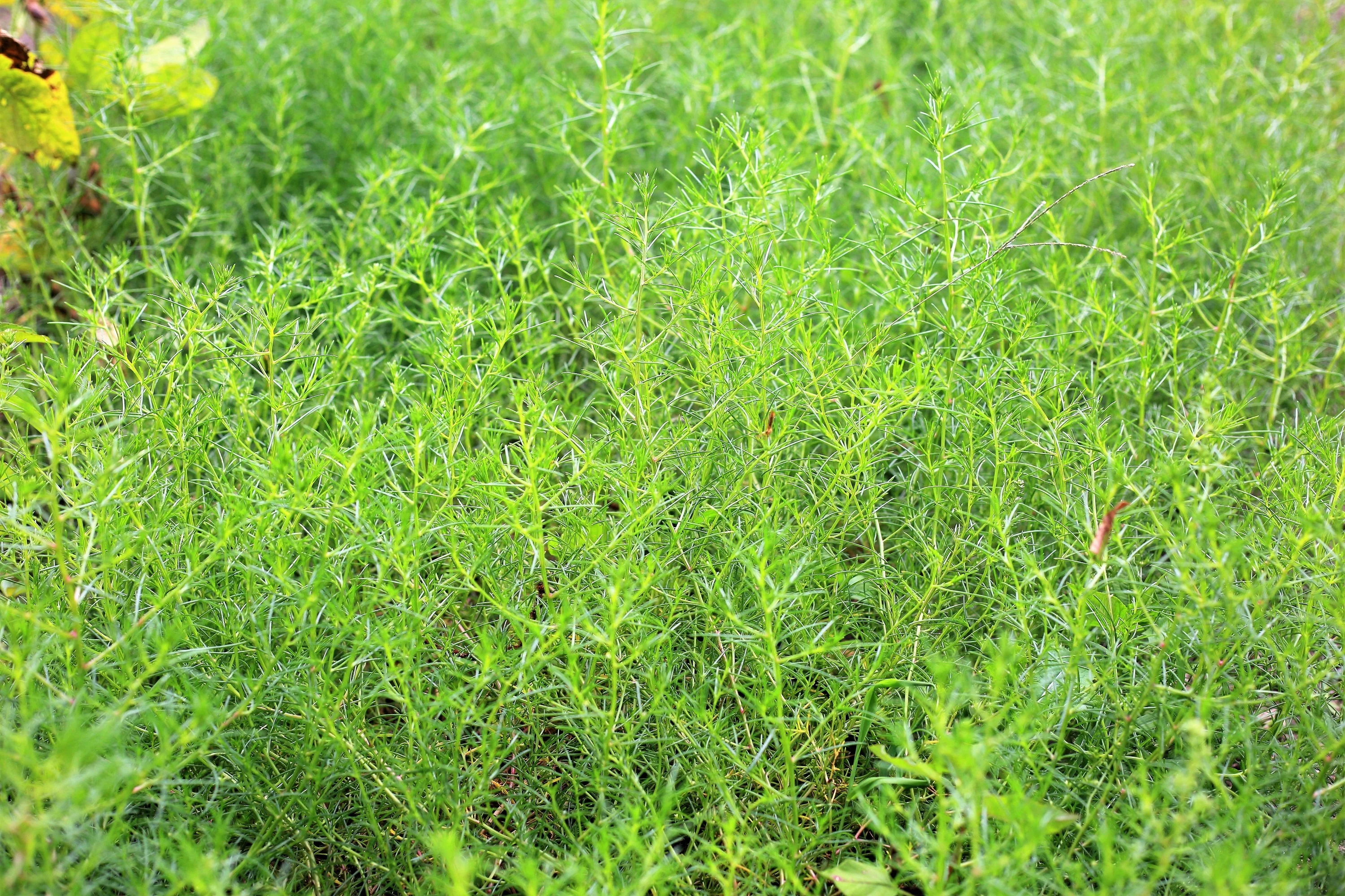 75 SALTWORT Okahijiki Japanese Greens Salsola Komarovii Leaf Vegetable Seeds - Image 3