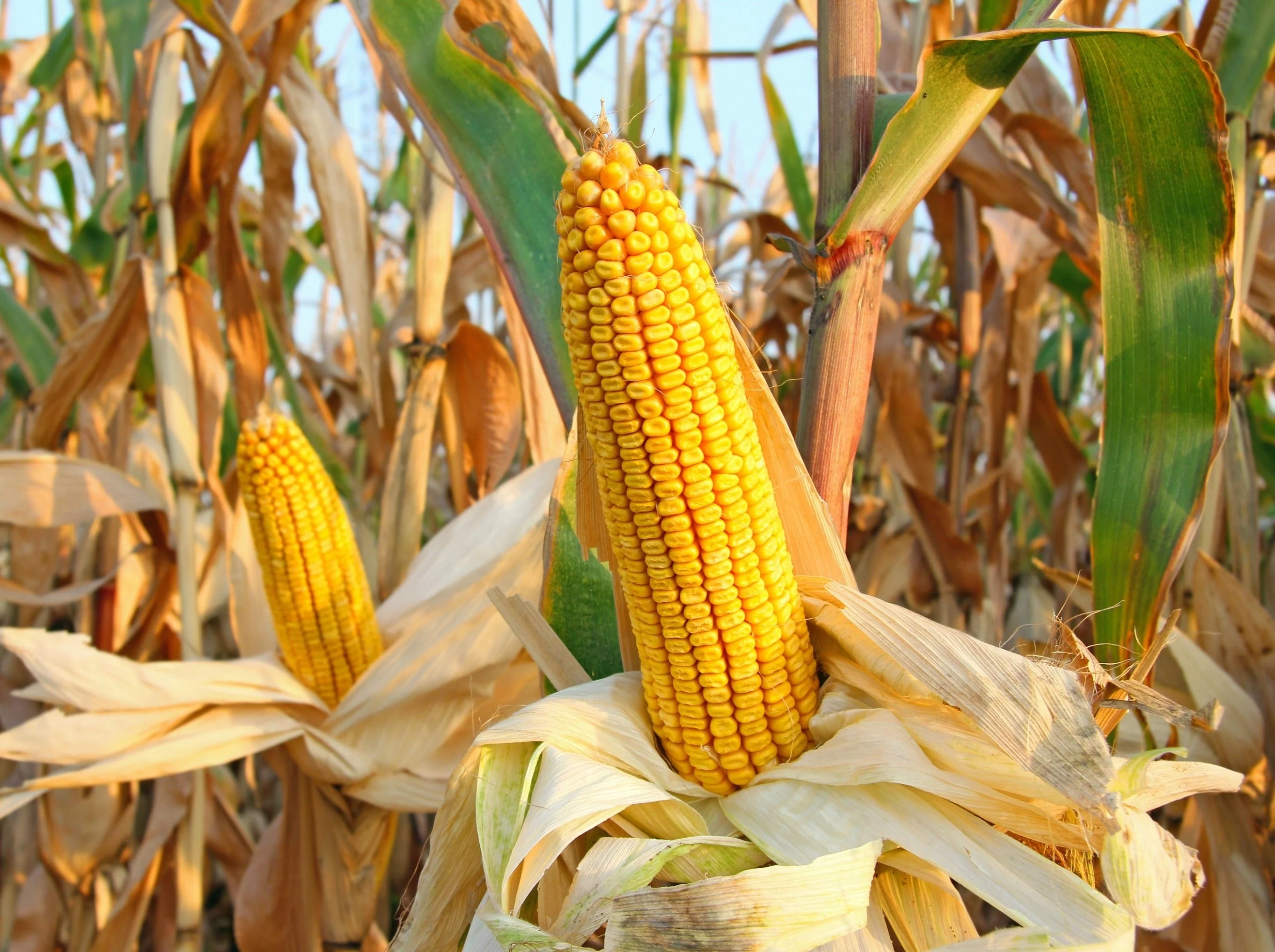 75 SOUTH AMERICAN Yellow POPCORN Corn Zea Mays Heirloom Vegetable Seeds - Image 5