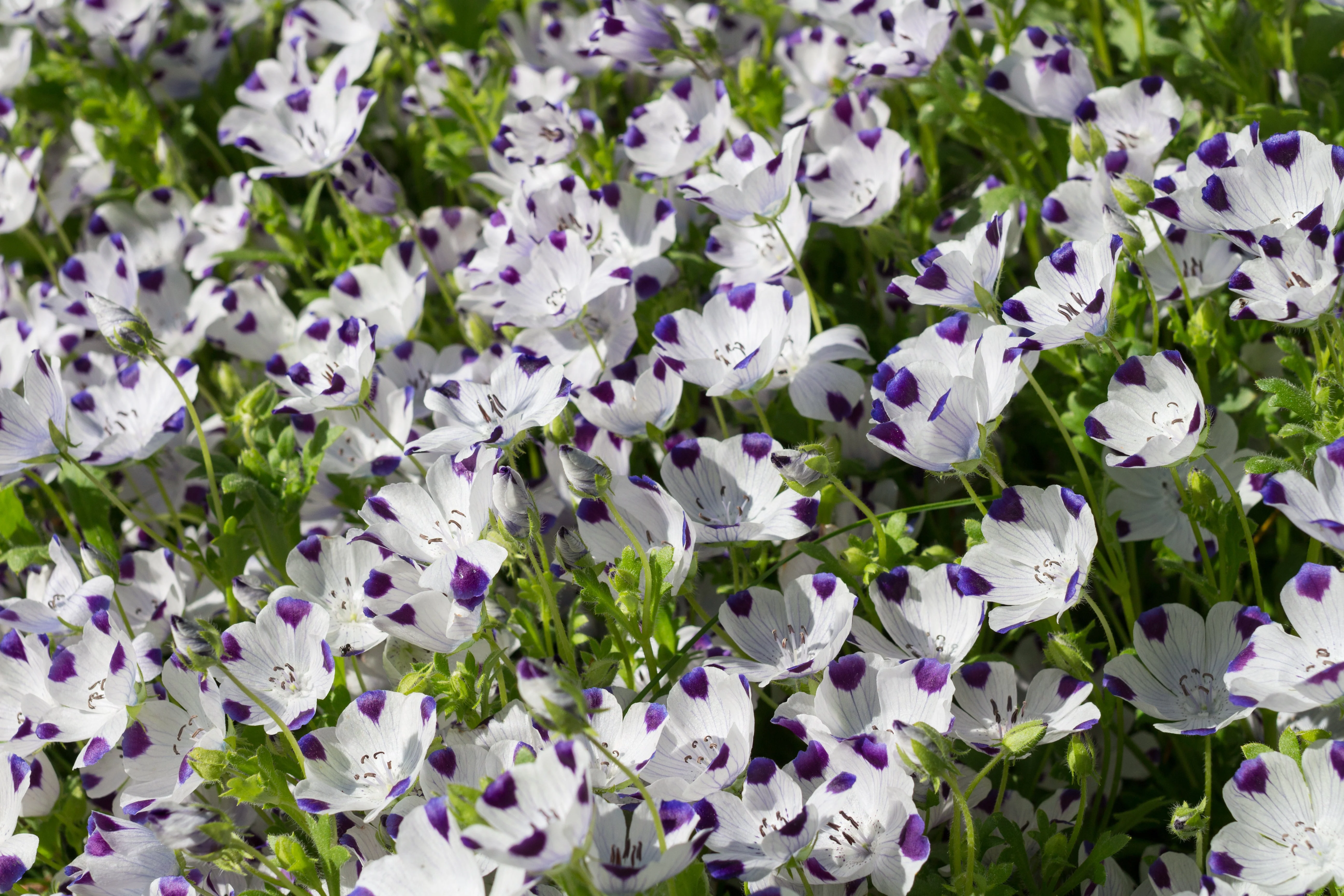 750 FIVE SPOT Nemophila Maculata White & Purple Flower Seeds - Image 6