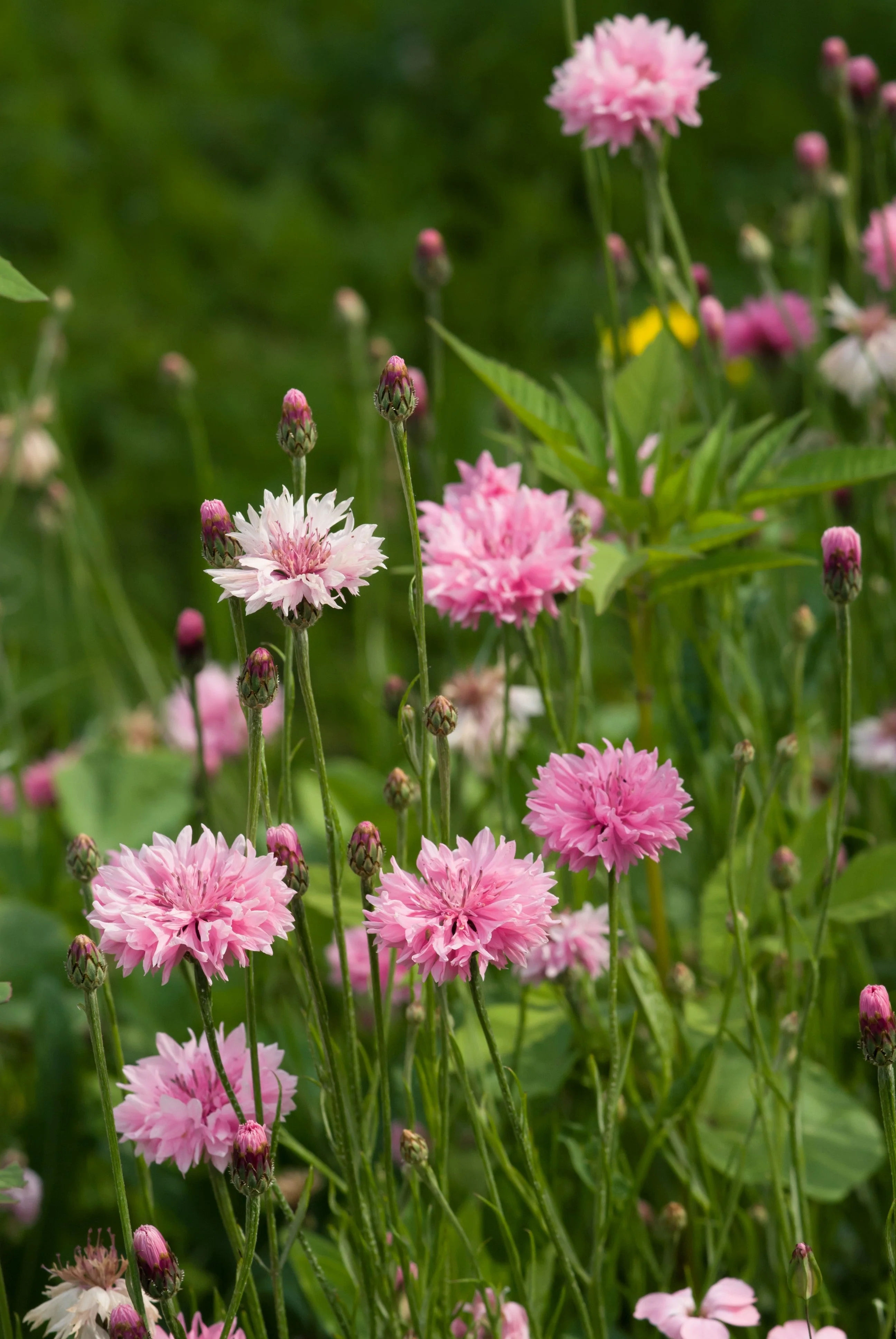 750 Pink BACHELOR'S BUTTON / CORNFLOWER Centaurea Cyanus Flower Seeds - Image 12