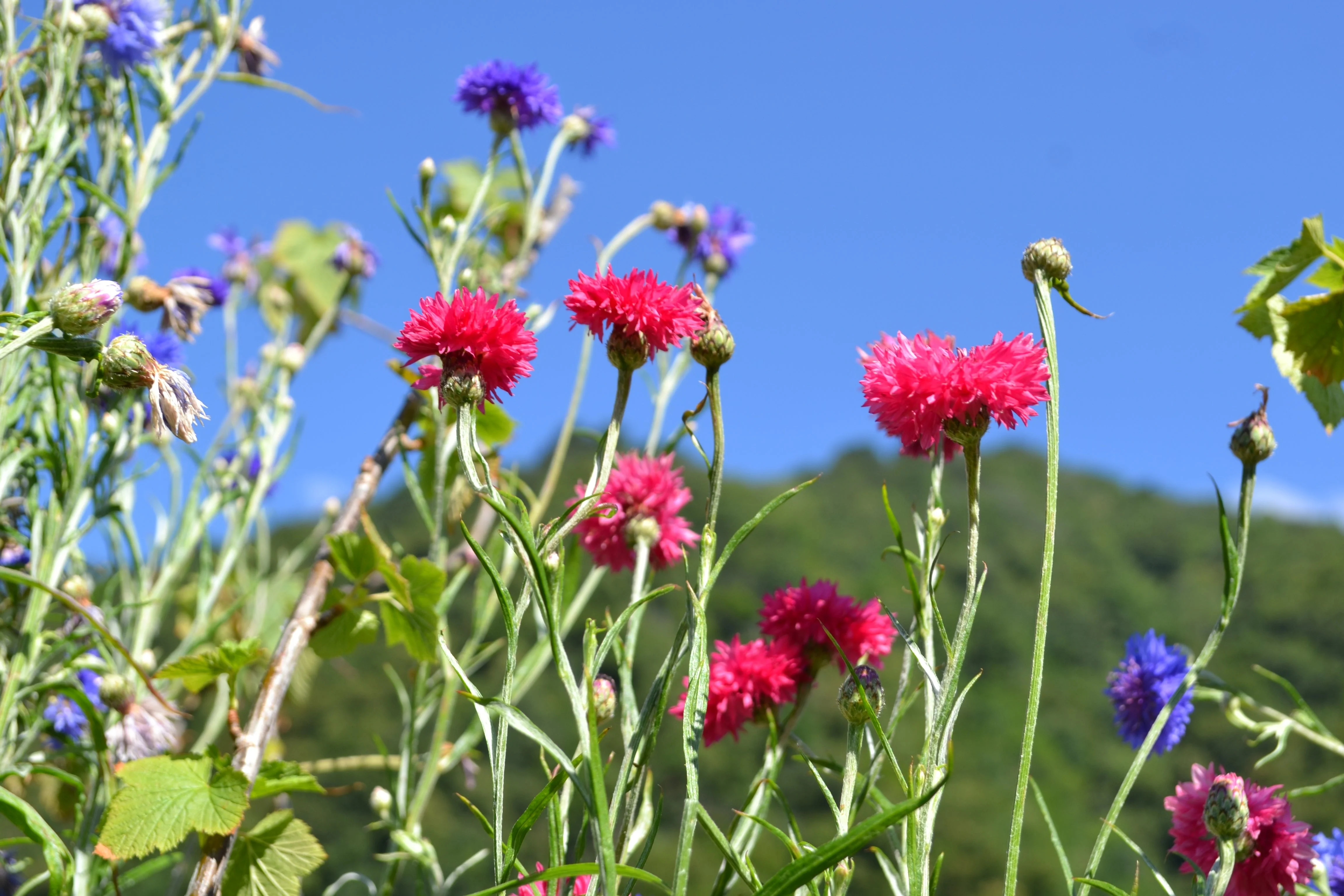 750 Red BACHELOR'S BUTTON / CORNFLOWER Centaurea Cyanus Flower Seeds - Image 2