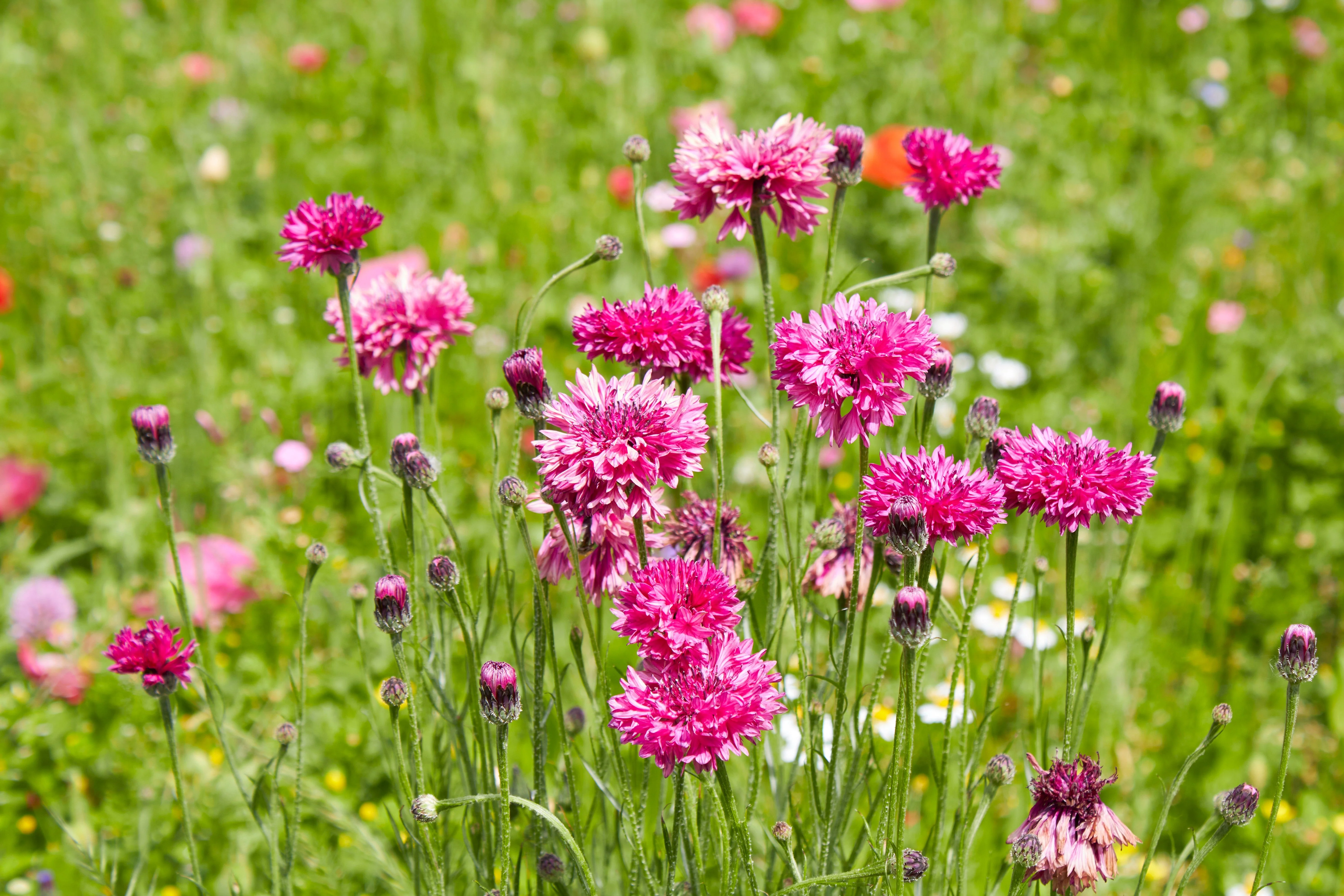 750 Red BACHELOR'S BUTTON / CORNFLOWER Centaurea Cyanus Flower Seeds - Image 3