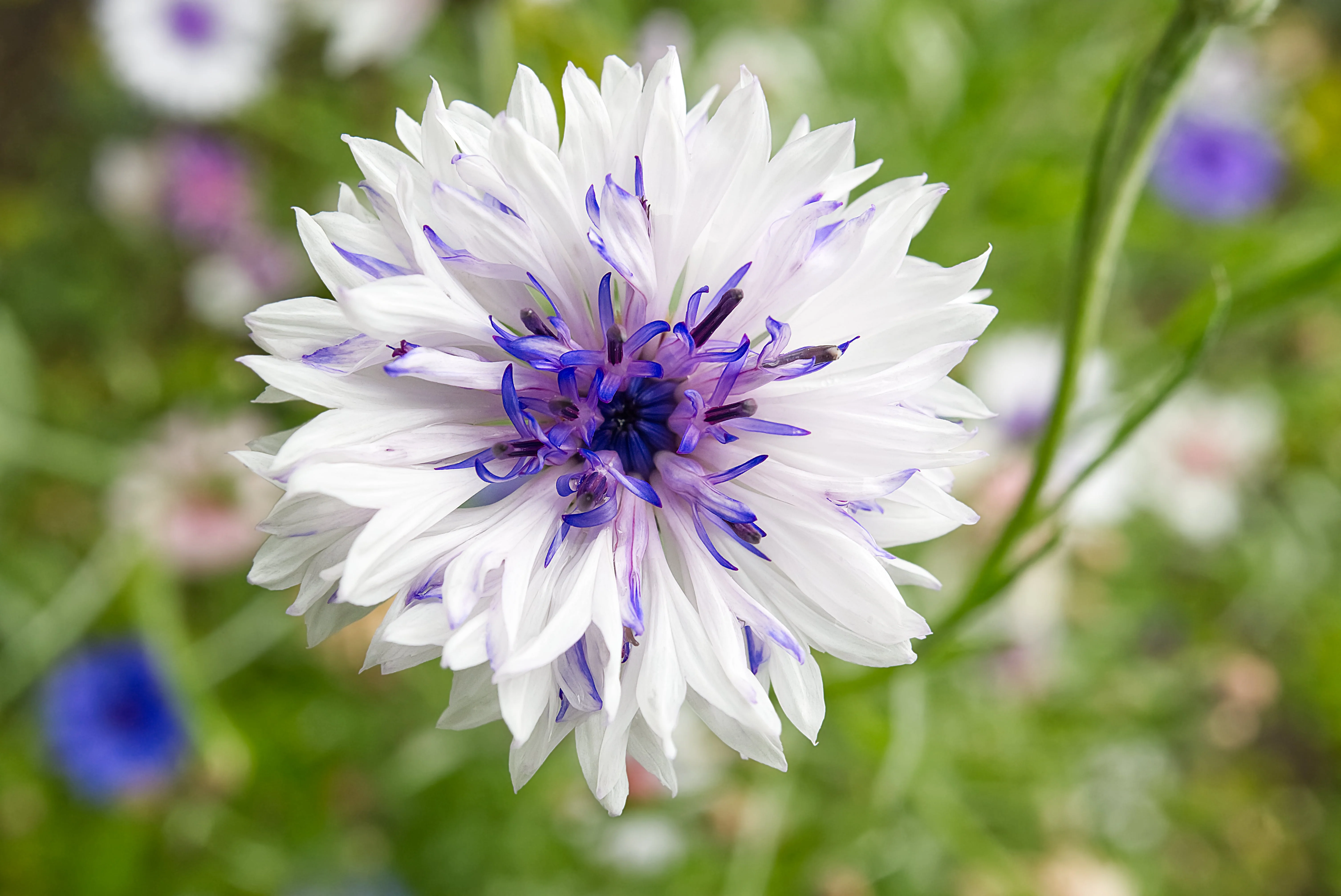 750 White BACHELOR'S BUTTON / CORNFLOWER Centaurea Cyanus Flower Seeds - Image 3