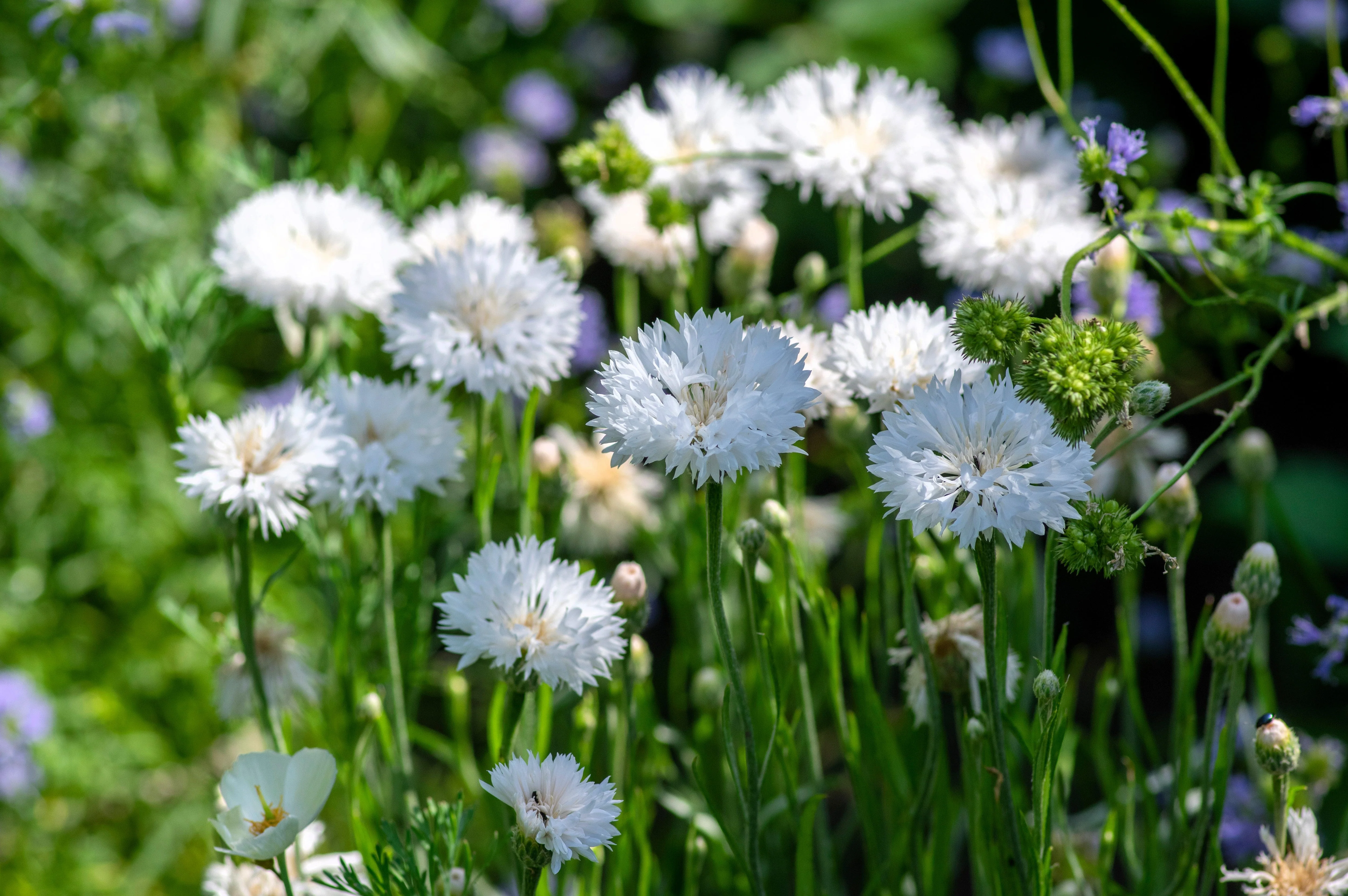 750 White BACHELOR'S BUTTON / CORNFLOWER Centaurea Cyanus Flower Seeds - Image 6