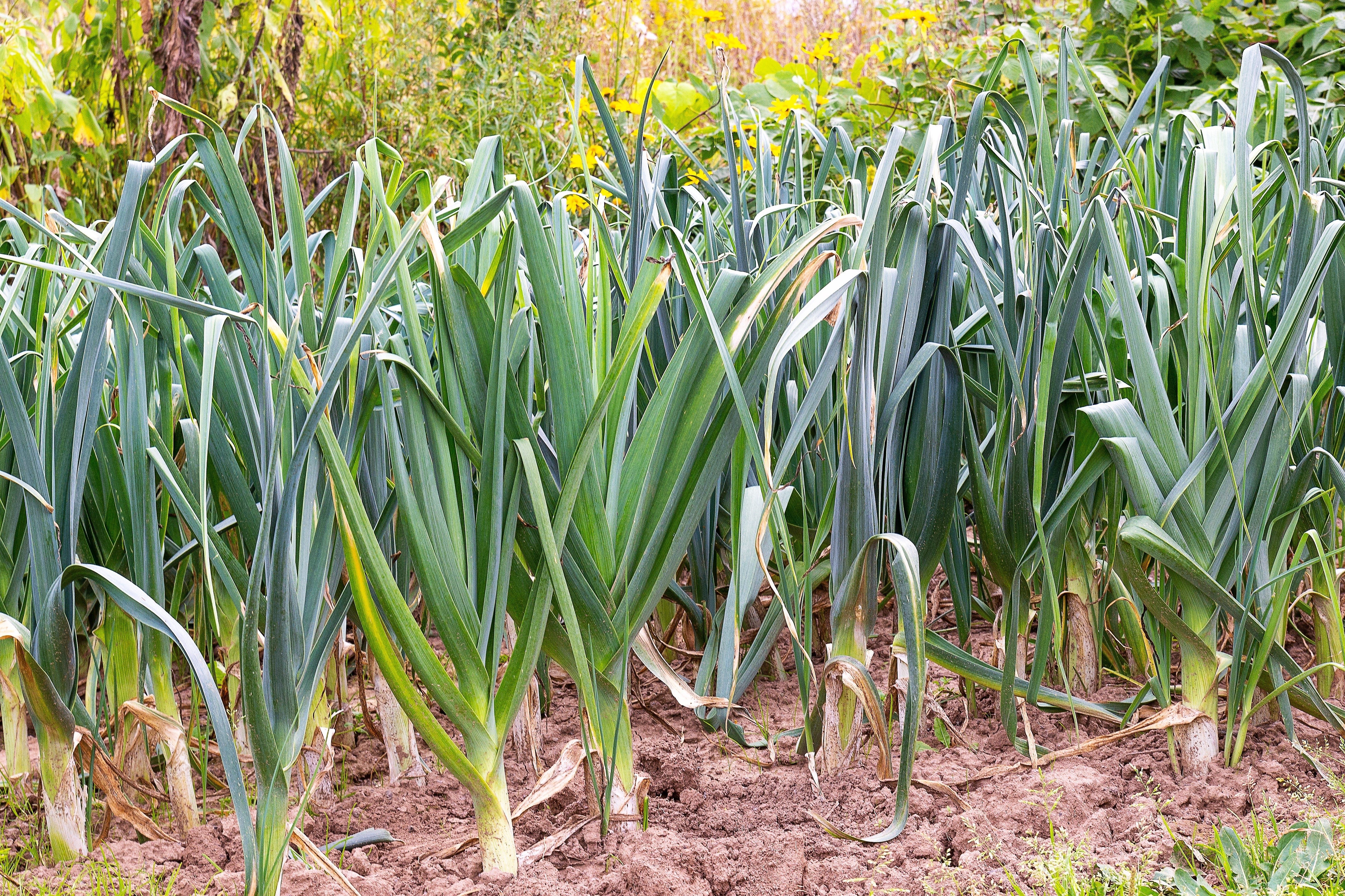 800 AMERICAN FLAG LEEK (Large Leek) Allium Porrum Vegetable Seeds - Image 6