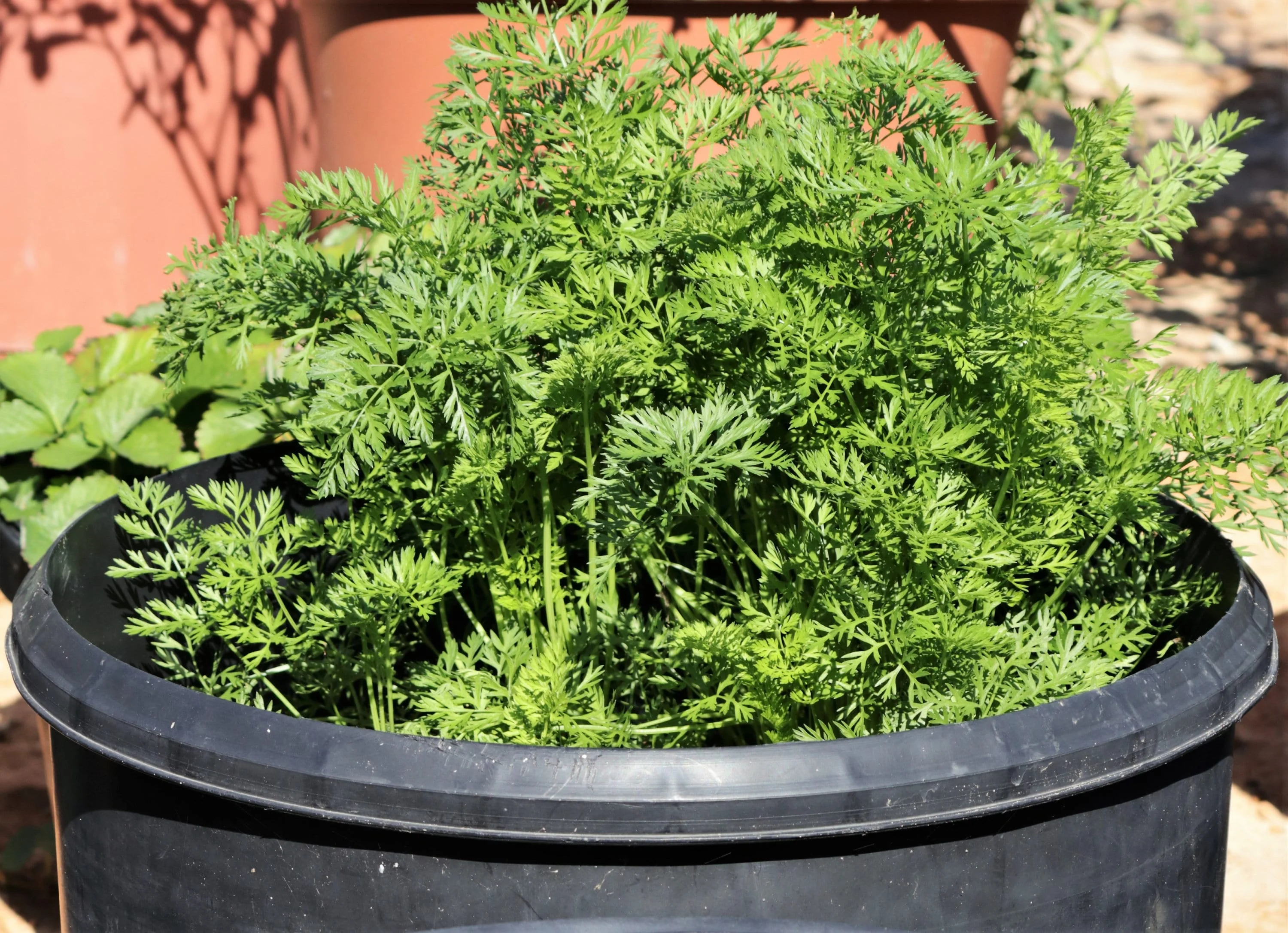 800 PARISIAN CARROT Parisienne Carrot Daucas Carota Sativus Orange Vegetable Seeds - Image 4