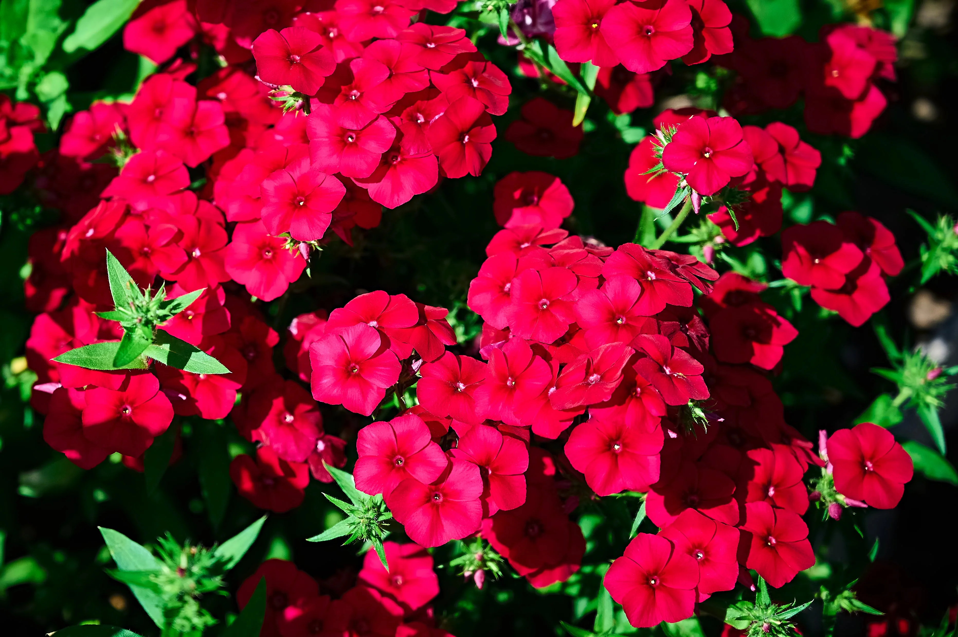 800 RED DRUMMOND PHLOX (Texas Pride) Phlox Drummondii Flower Seeds - Image 8