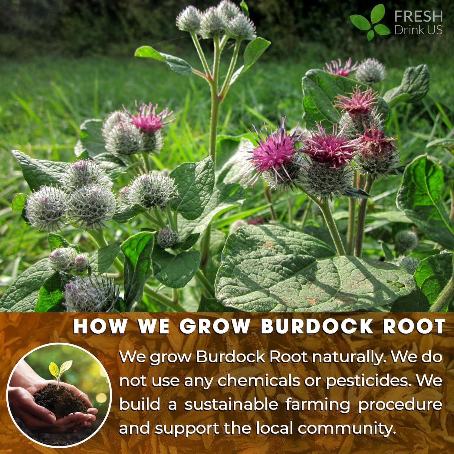 Burdock Root Powder, Burdock Root Extract, 100% Natural & Pure from Burdock Root, Burdock Root Herbal Tea, No Additives, No Caffeine, Vegan - Image 4