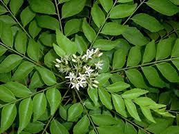 Curry Leaf Plant Seeds for Planting -Heirloom & Non-GMO Garden Seeds - Image 3