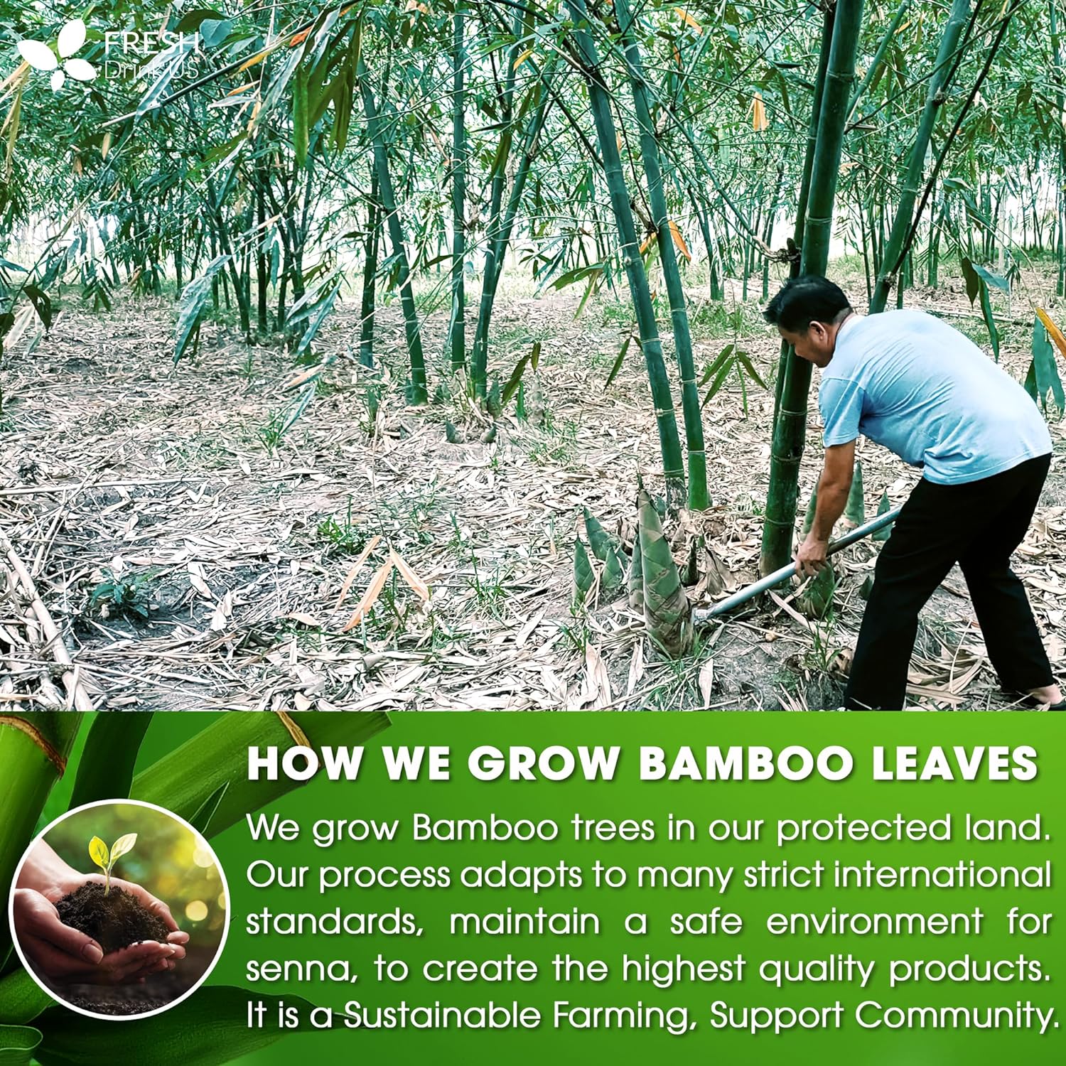 Dried Bamboo Whole Leaves, Bamboo Leaf, Sugar Free, Gluten Free, Whole Big Leaves, Bamboo Leaf For Cooking - Image 4