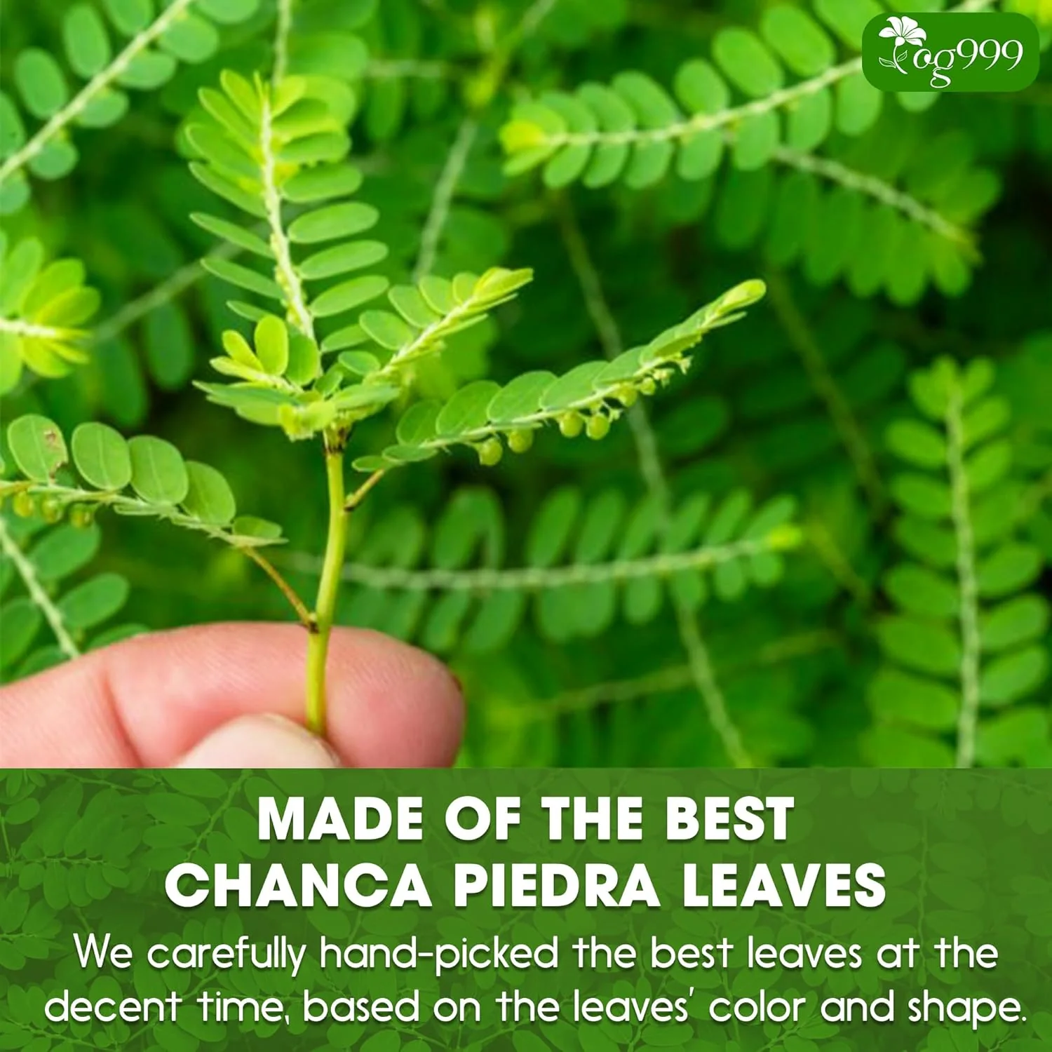 Dried Chanca Piedra Leaves, Chanca Piedra Tea “Stone Breaker” Tea Bags - Image 6