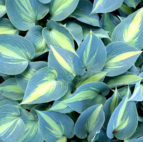 Heirloom Non-GMO Hosta Perennial Plant Seeds for Planting - Image 3
