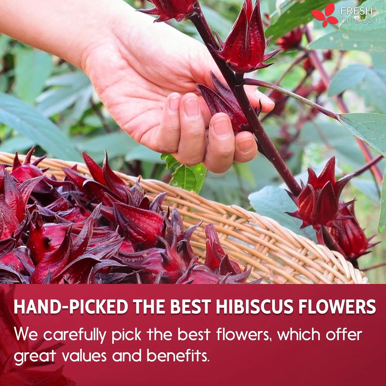 Hibiscus Dried Flowers, Tea Bags, 100% Natural, Pure from Hibiscus Flowers. Loose Flower Hibiscus Herbal Tea. Hibiscus Flower Tea. No Sugar, No Caffeine, No Gluten, Vegan. - Image 7
