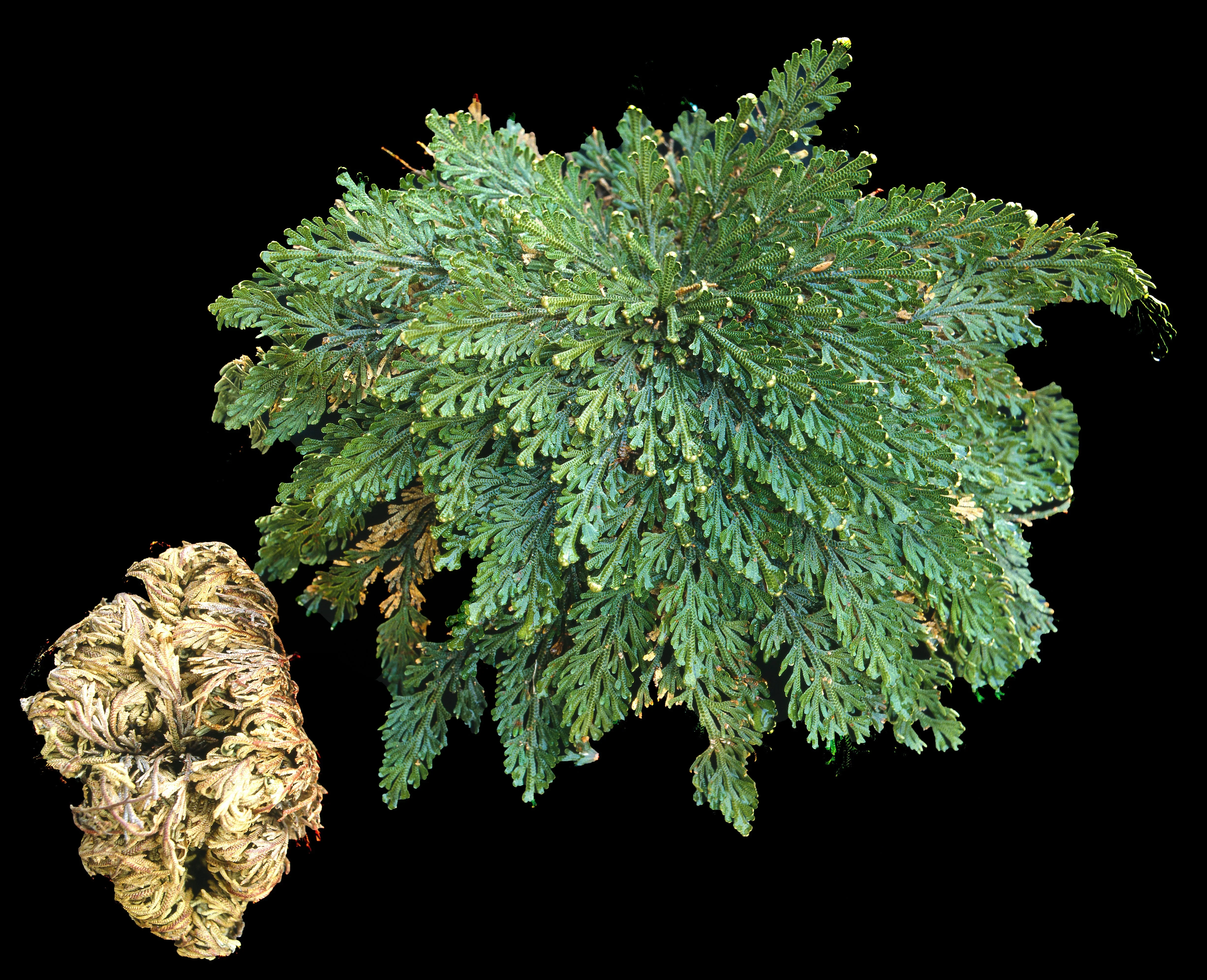 Live RESURRECTION PLANT Rose of Jericho Dinosaur Fern Miracle Air Houseplant - Image 6