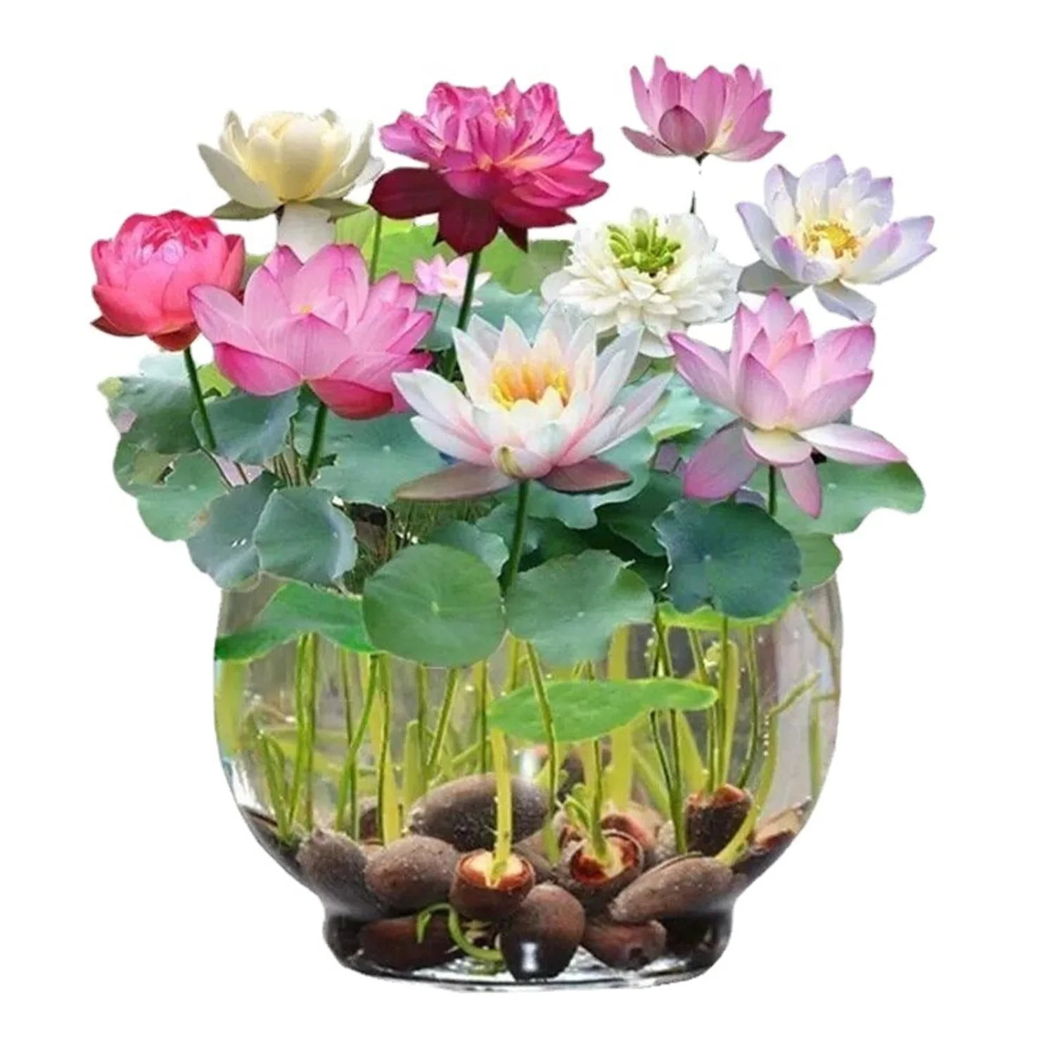 Mixed Lotus Flower Seeds β Pink, Red & Green Heirloom, Non-GMO Seeds for Planting - Image 4