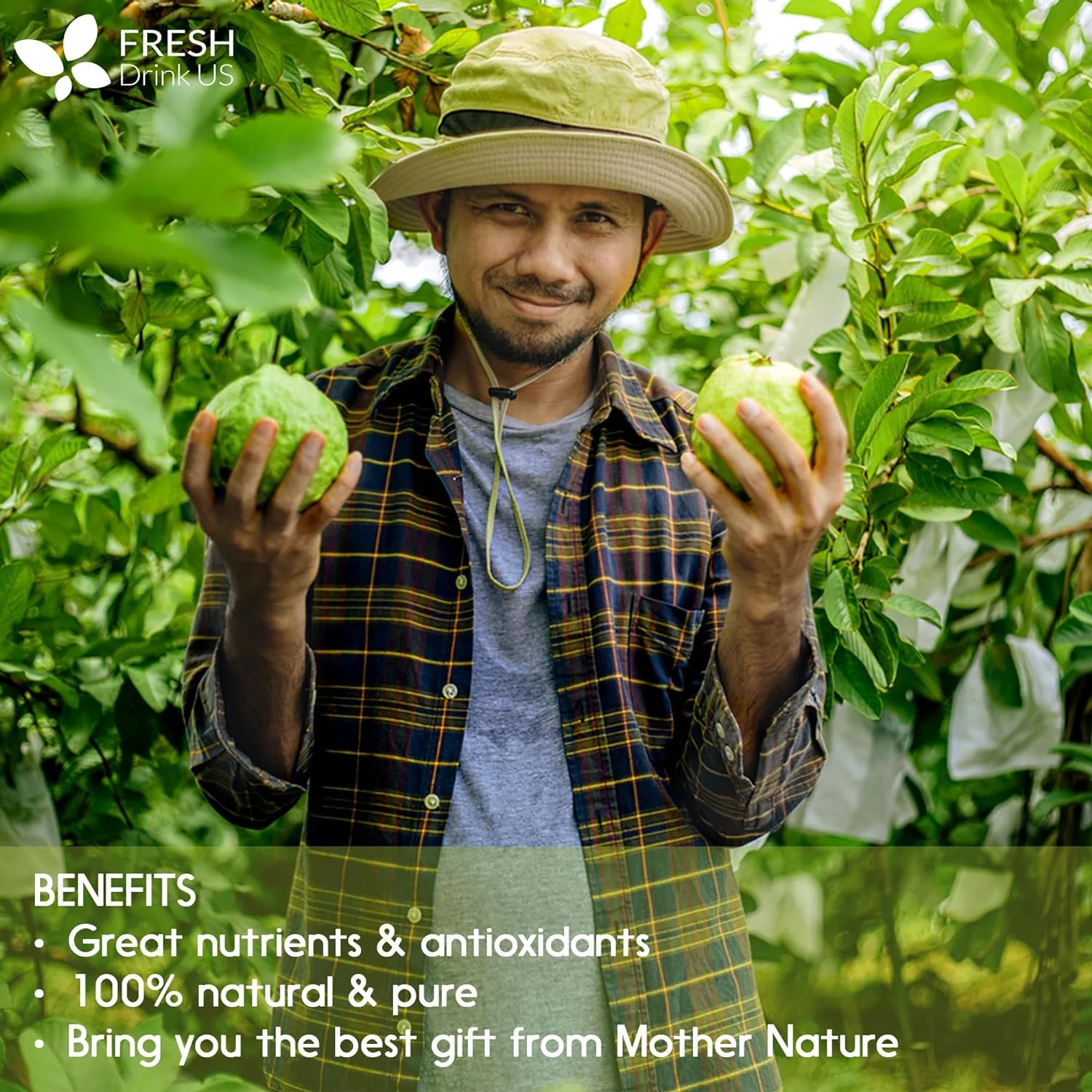Natural Guava Leaves, Whole Dried Leaves, Cut-and-Sifted Guava leaves, 100% Pure from Guava Leaves, Natural Guava Loose Leaf Herbal Tea, No Additives, No Caffeine, Vegan - Image 3