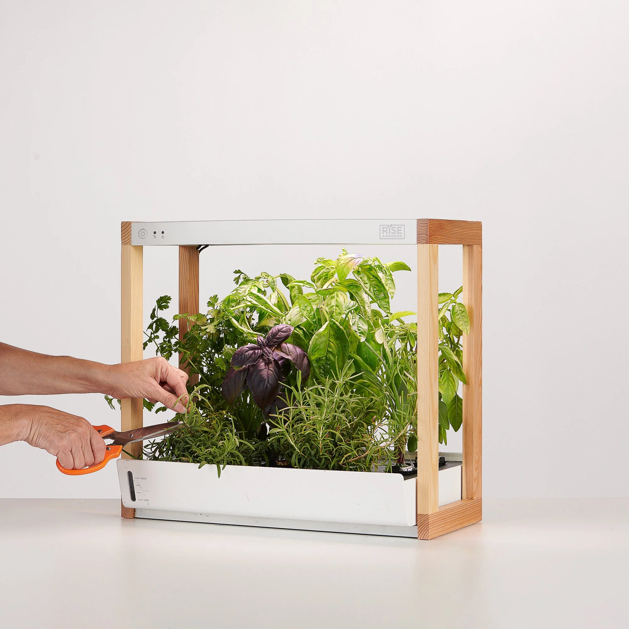 Personal Rise Garden - Image 2
