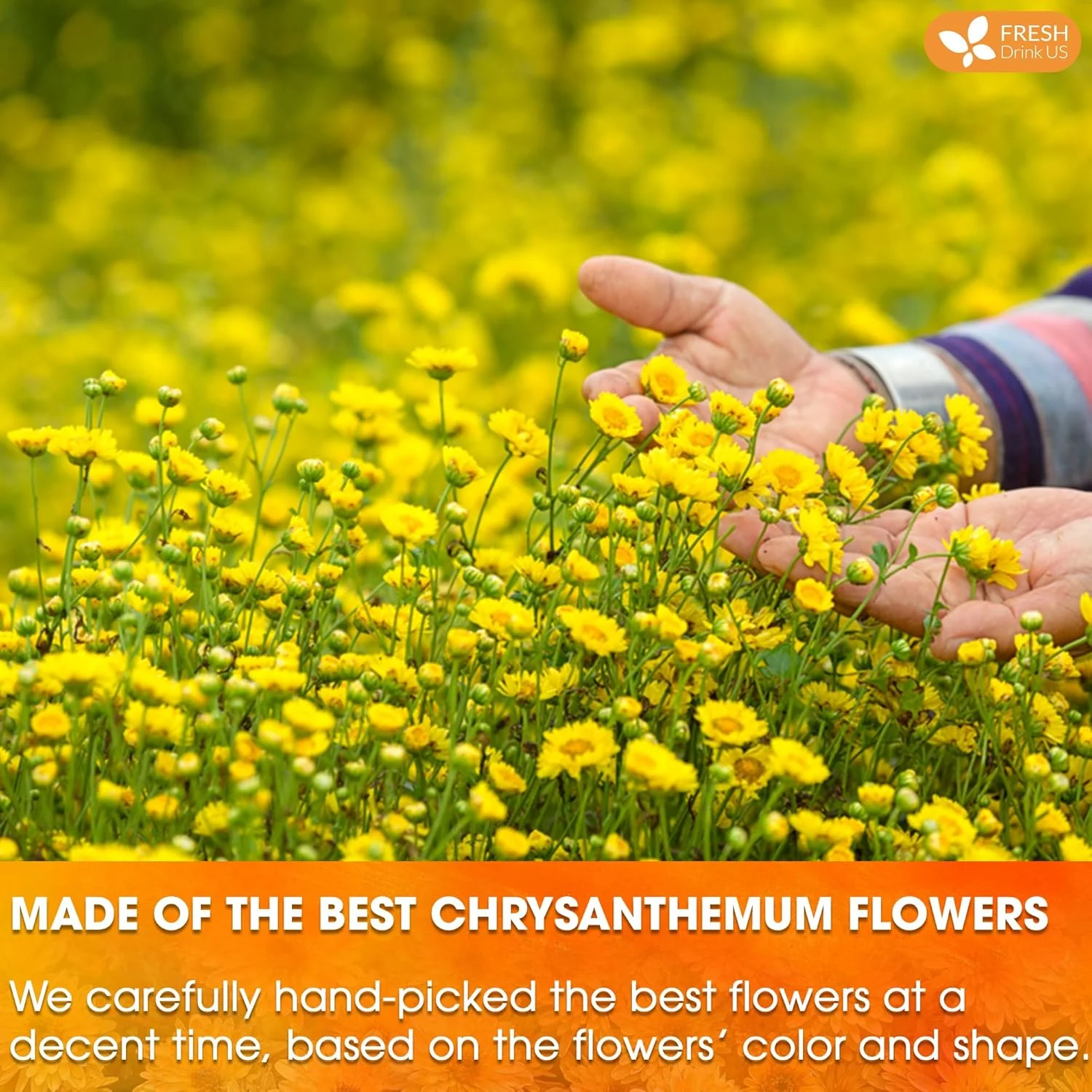 Premium Chrysanthemum Flower Tea Bags. Chrysanthemum Flower Herbal Tea. No Sugar, No Caffeine, No Gluten, Vegan. - Image 4