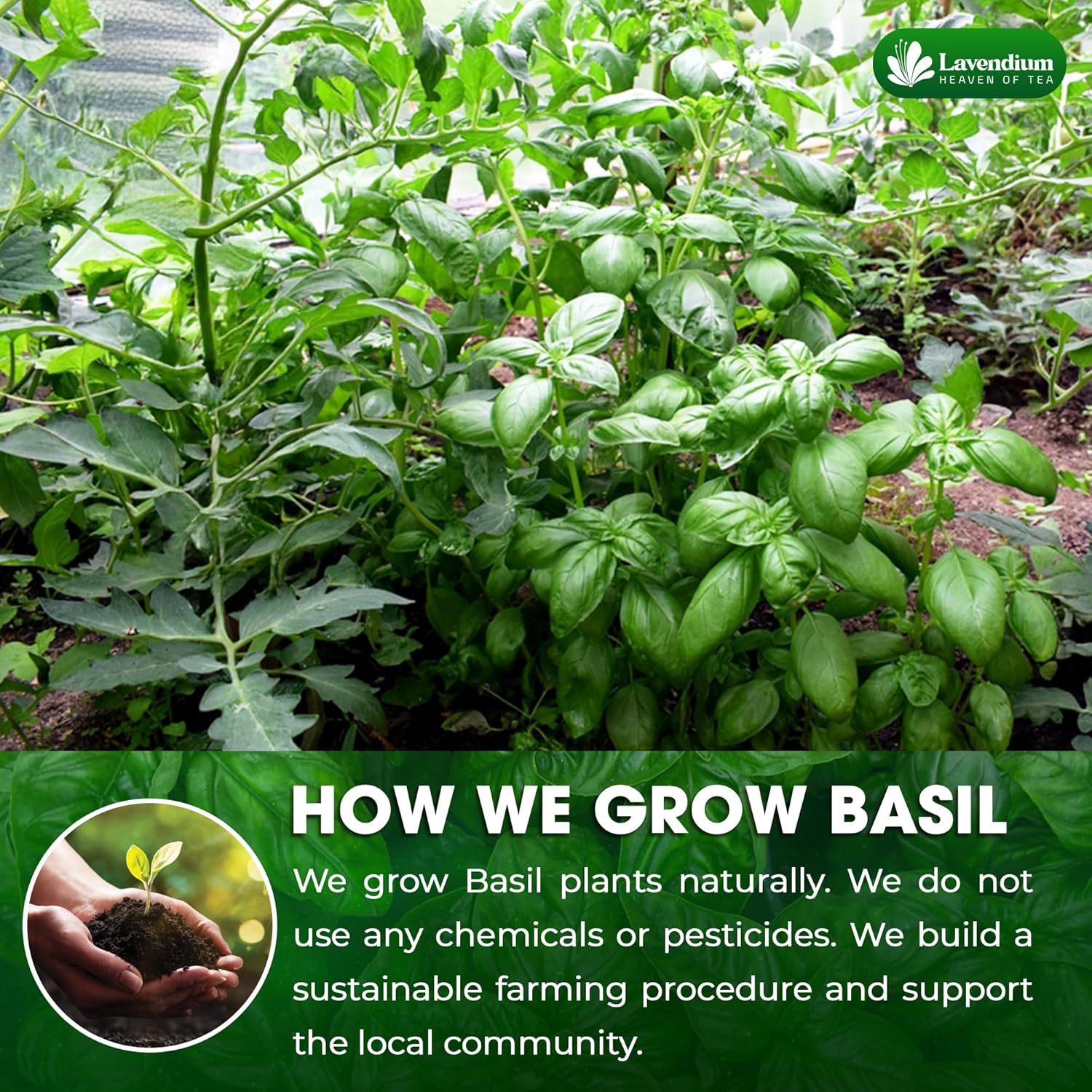 Premium Dried Basil – 100% Pure, Non-GMO, Gluten-Free, Vegan – Aromatic Culinary Herb for Cooking, Garnish, and Seasoning - Image 4