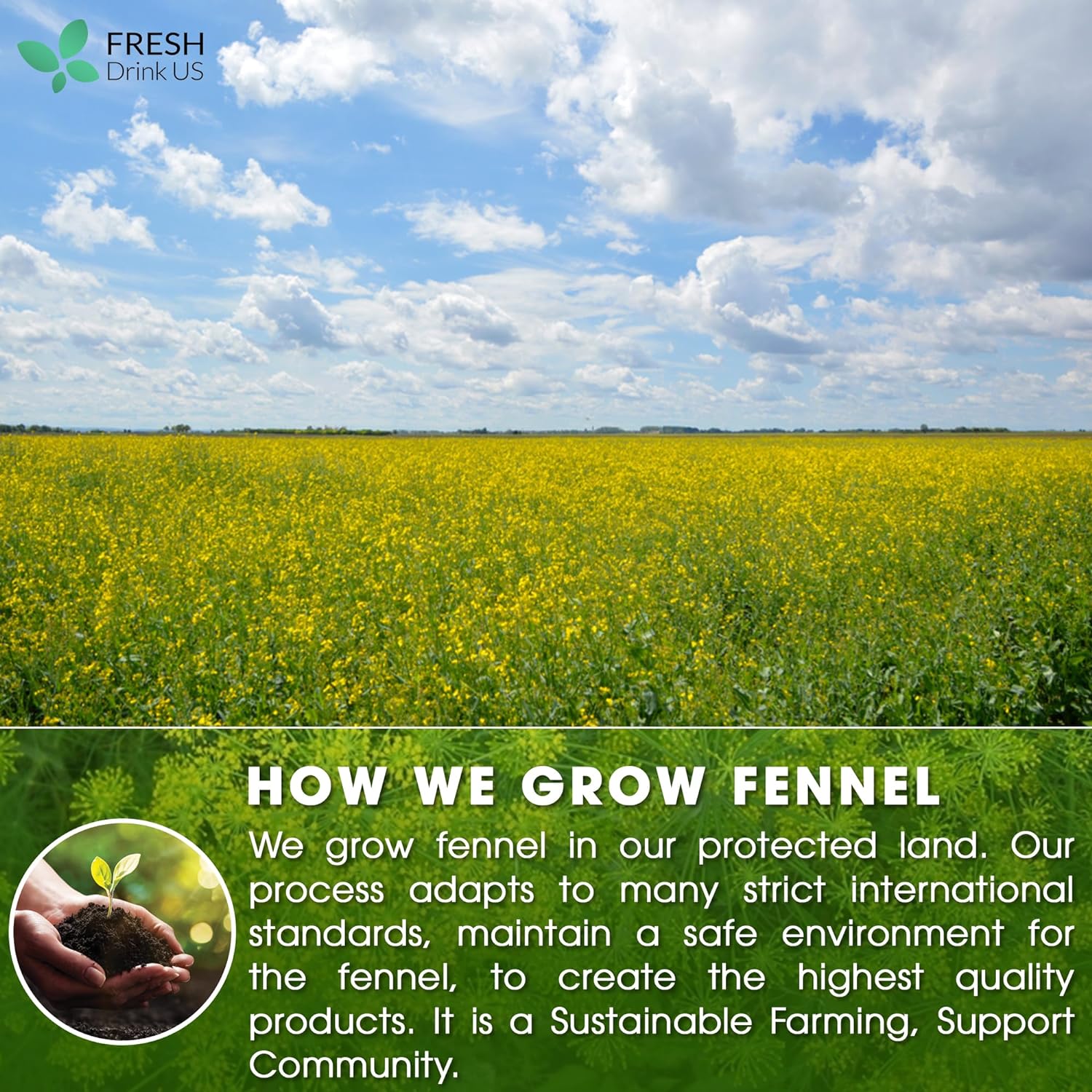 Premium Fennel Tea Bags, 100% Natural & Pure from Fennel Seeds. Fennel Seed Herbal Tea. Fennel Seed Tea. Made with Natural Material Tea Bags. No Sugar, No Caffeine, No Gluten, Vegan. - Image 7