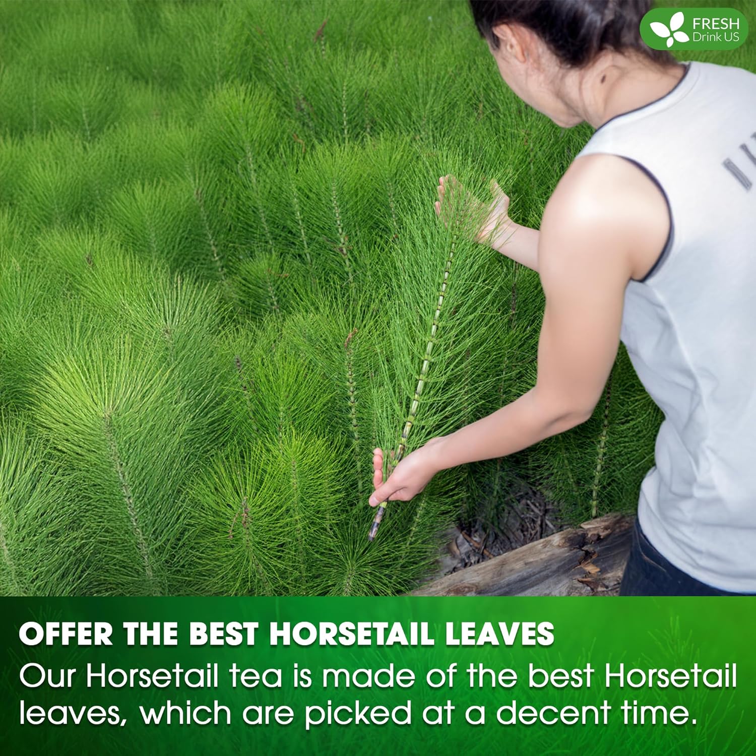 Premium Horsetail Leaf Tea Bags, 100% Natural & Pure from Horsetail Loose Leaves Herbal Tea. No Sugar, No Caffeine, No Gluten, Vegan. - Image 4