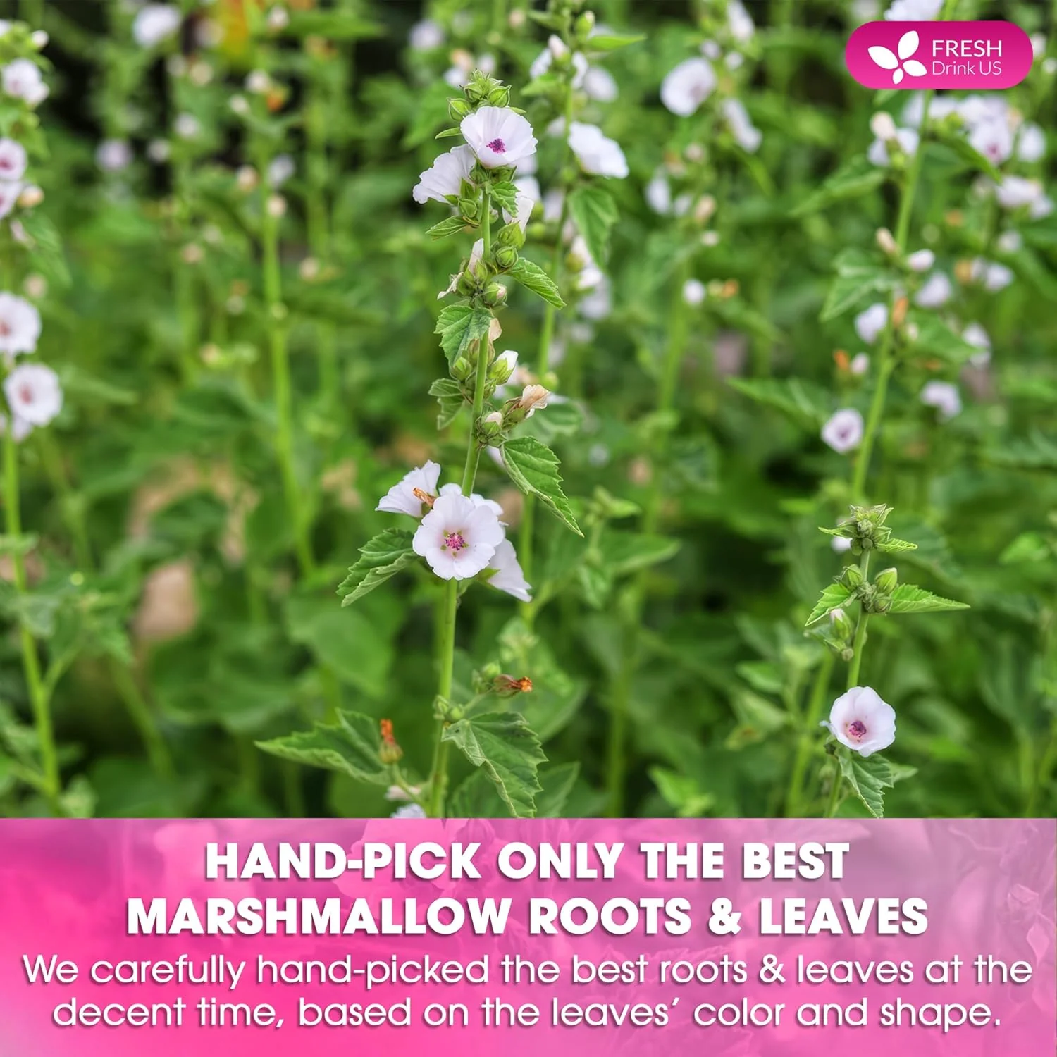 Premium Marshmallow Root and Leaf Tea Bags, 100% Natural & Pure. - Image 6