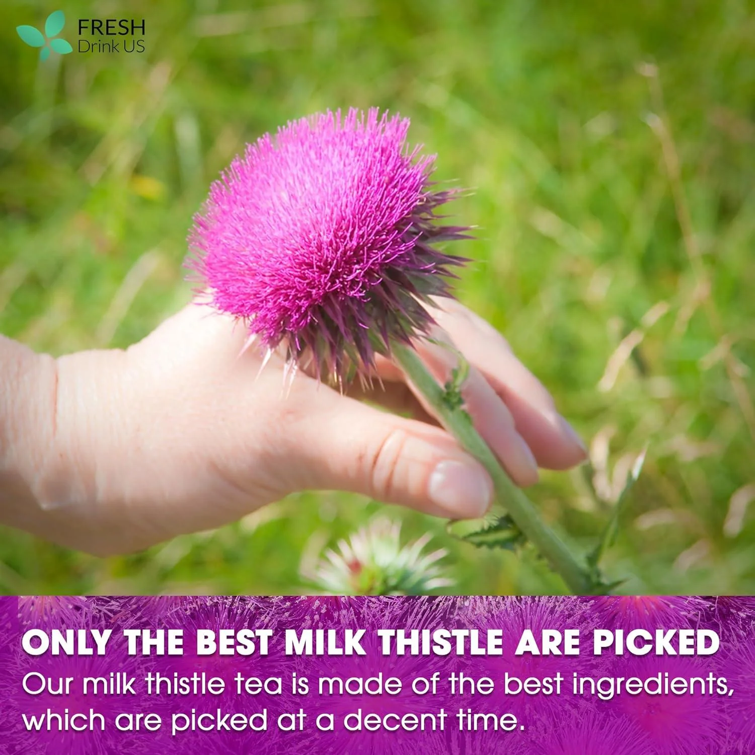 Premium Milk Thistle Tea Bags, 100% Natural & Pure from Milk Thistle Seeds. Milk Thistle Seed Herbal Tea. Milk Thistle Seed Tea. Made with Natural Material Tea Bags. No Sugar, No Caffeine, No Gluten, Vegan. - Image 6