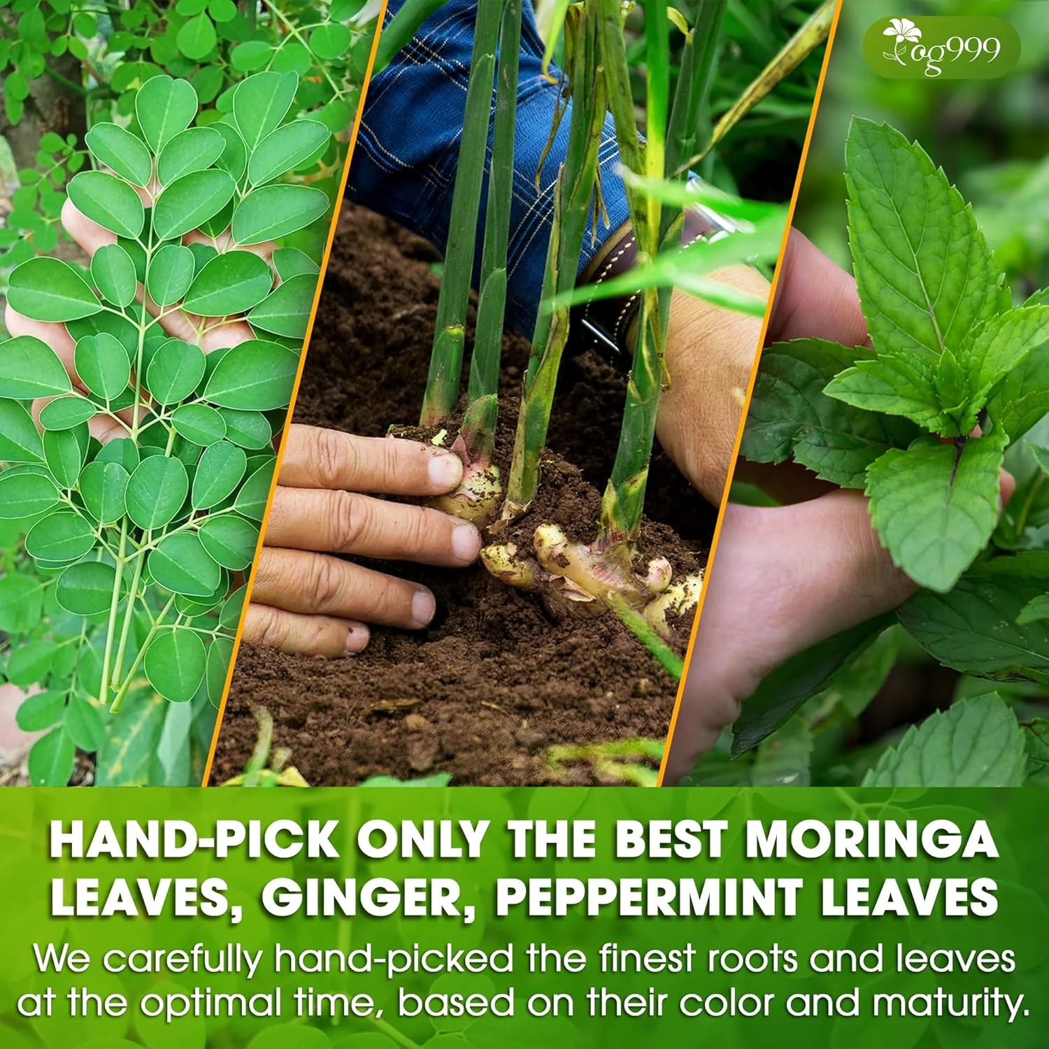 Premium Moringa Ginger Peppermint Herbal Tea - Image 6