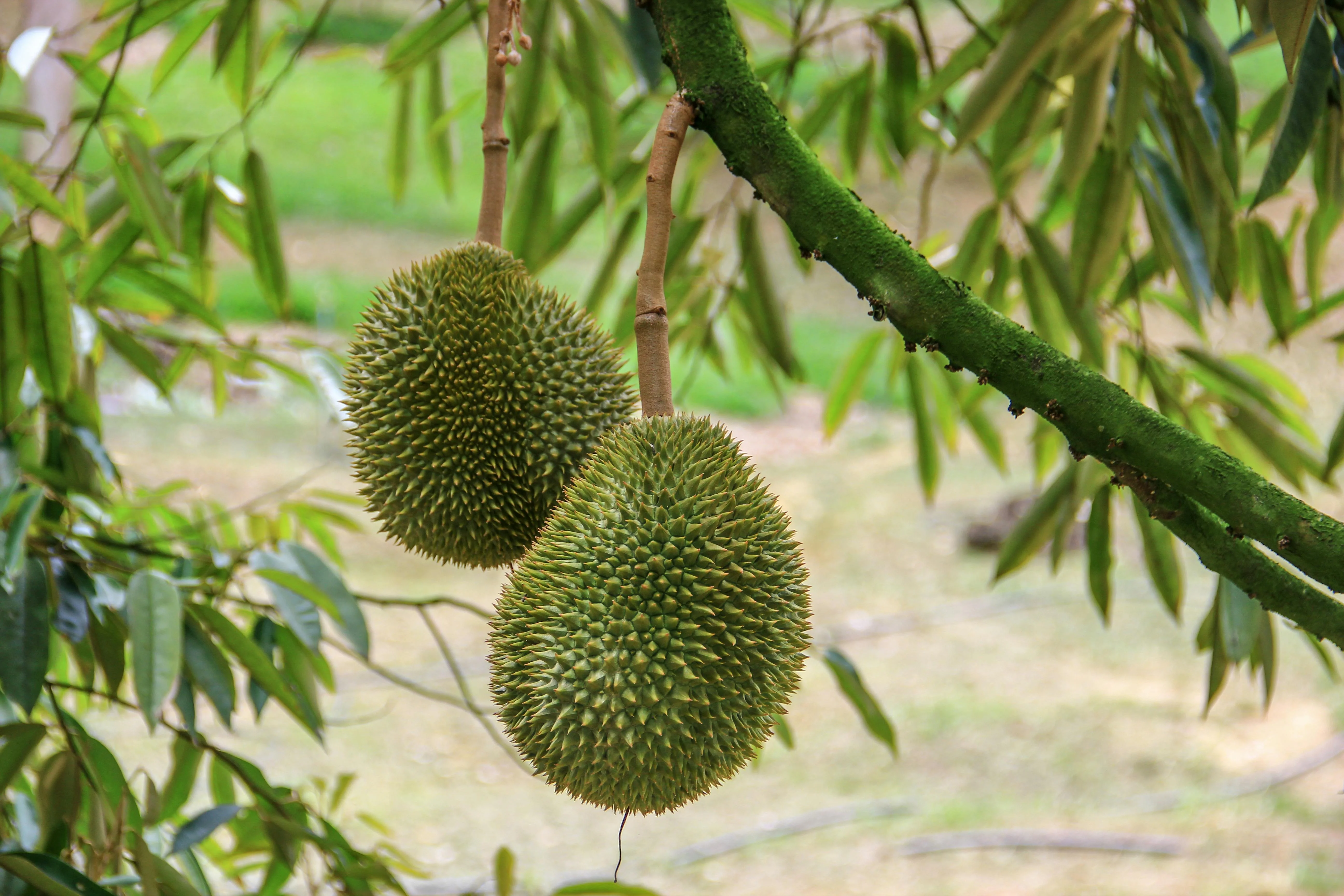 Premium Musang King Durian (Whole Fruit 4-5lbs) - Image 3