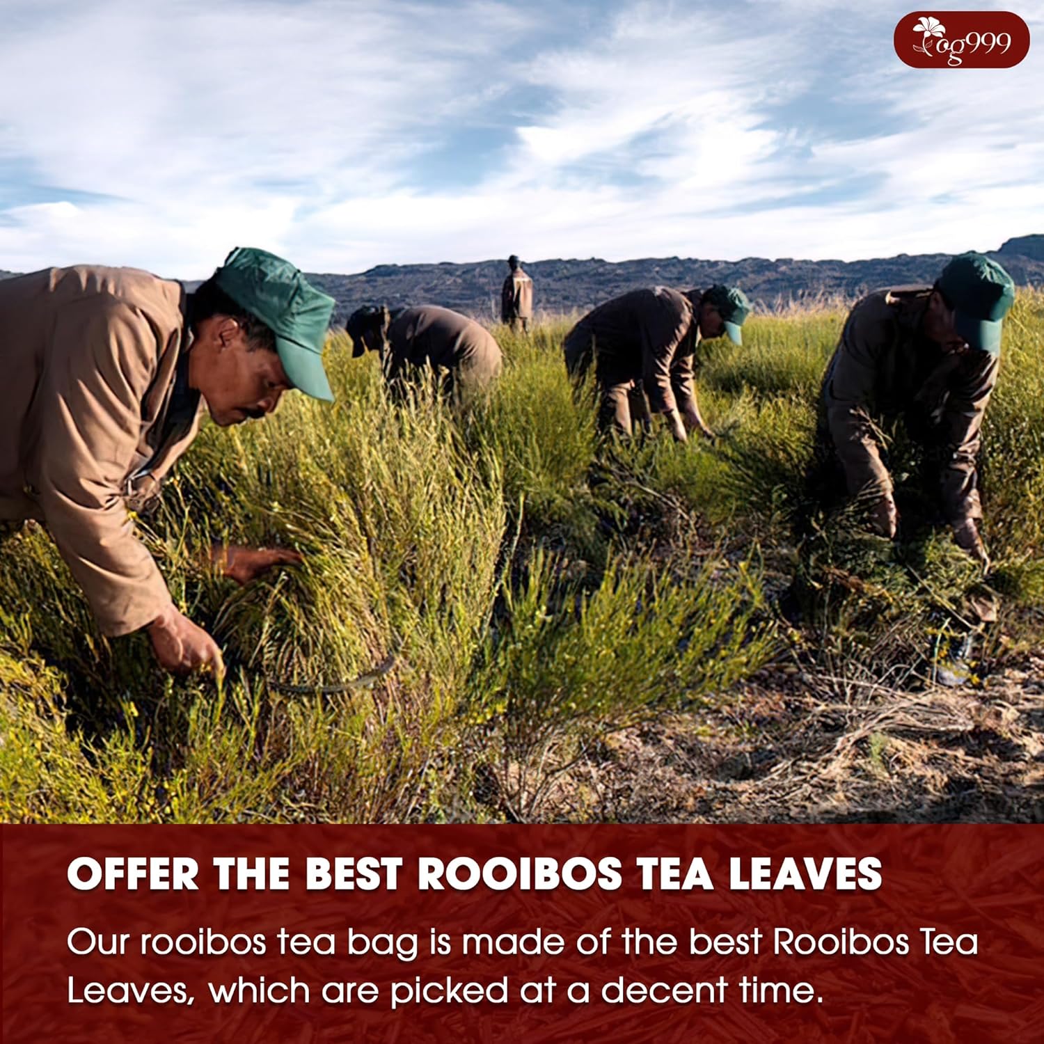 Premium Red Rooibos Tea Bags, 100% Natural & Pure from Rooibos Tea Leaves. Loose Leaf Rooibos Herbal Tea. Made with Natural Material Tea Bags. No Sugar, No Caffeine, No Gluten, Vegan. - Image 5