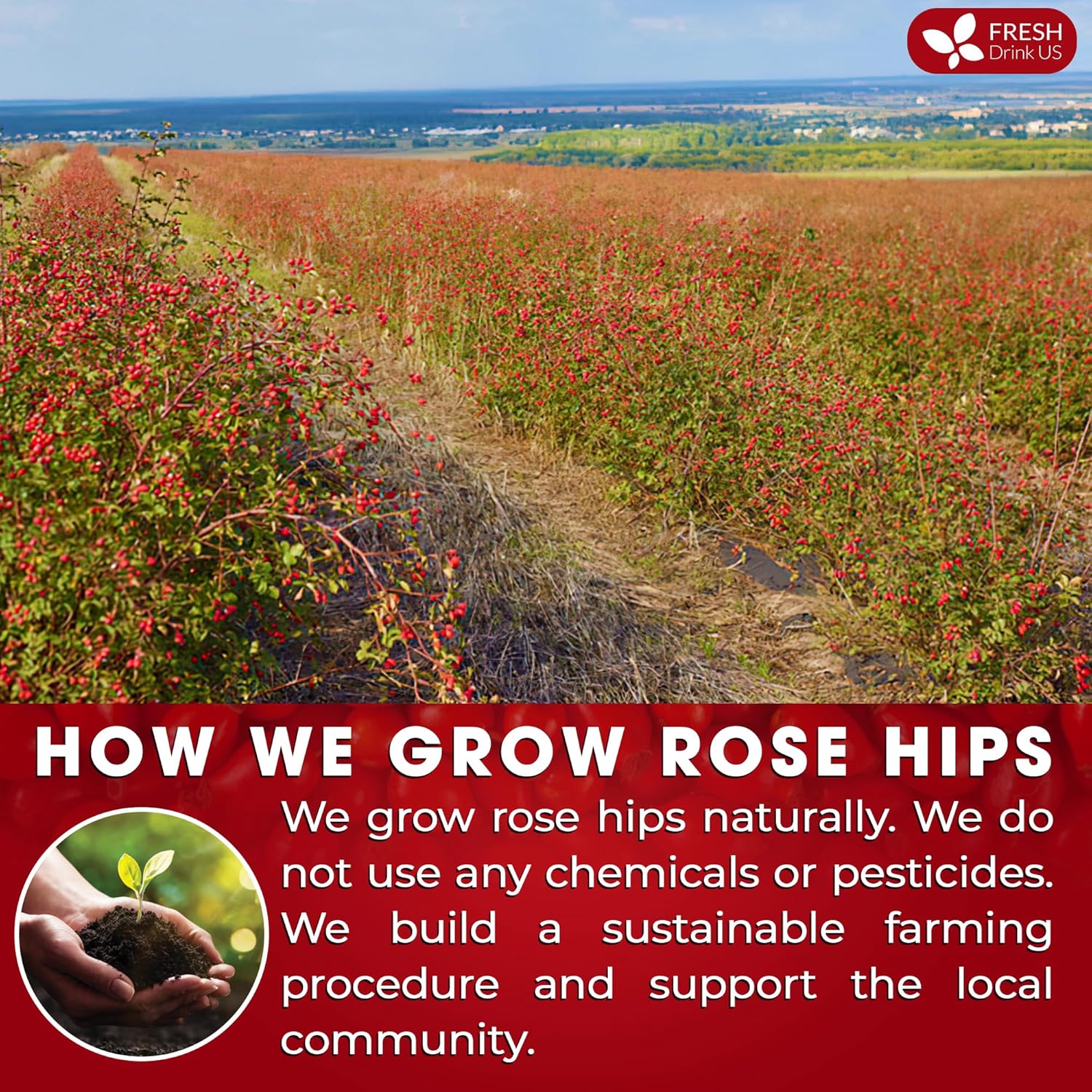Premium Rosehip Tea Bags, 100% Natural & Pure from Rose Hip Fruits. - Image 5