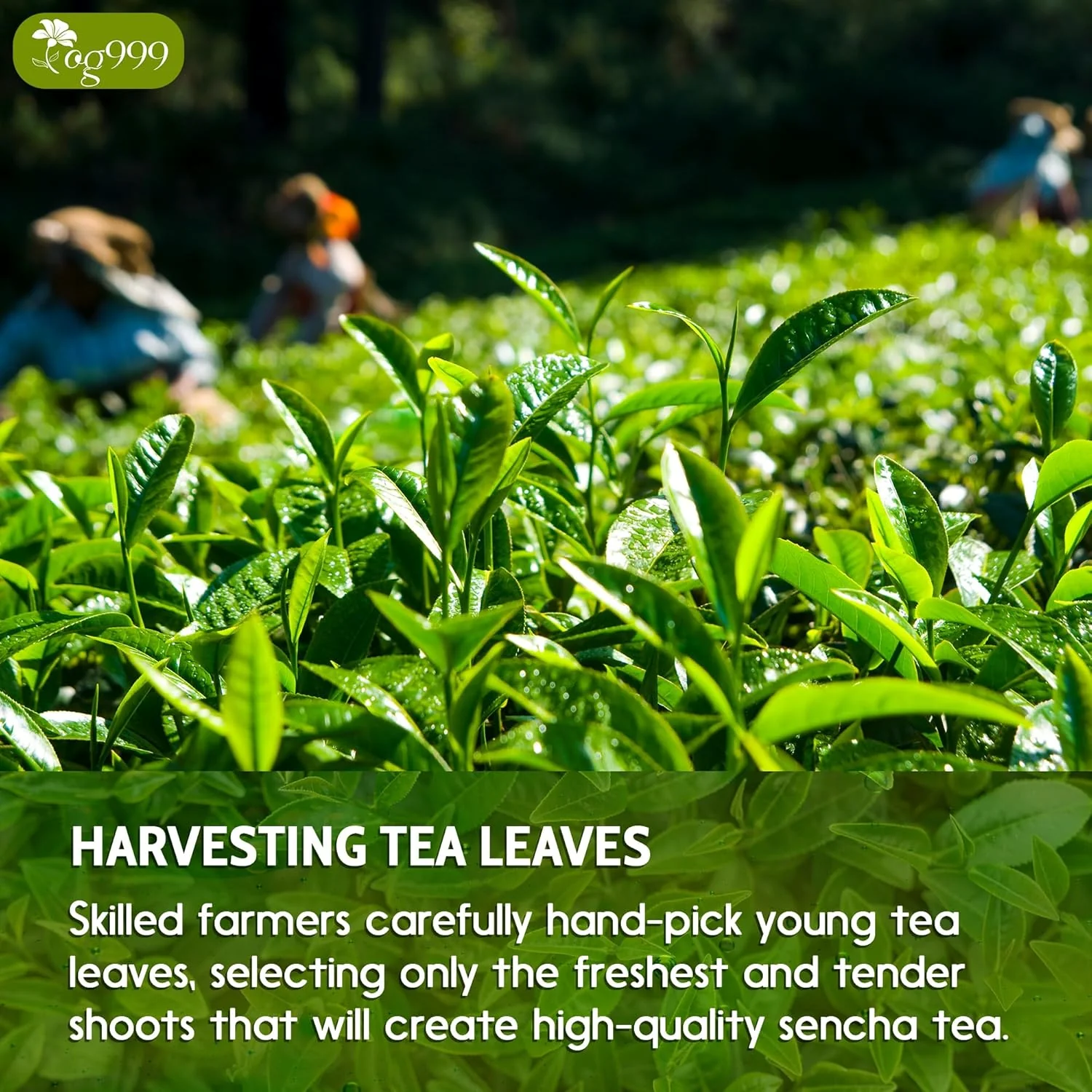 Premium Sencha Green Tea Bags, 100% Natural & Pure from Sencha Green Tea Leaves - Image 4