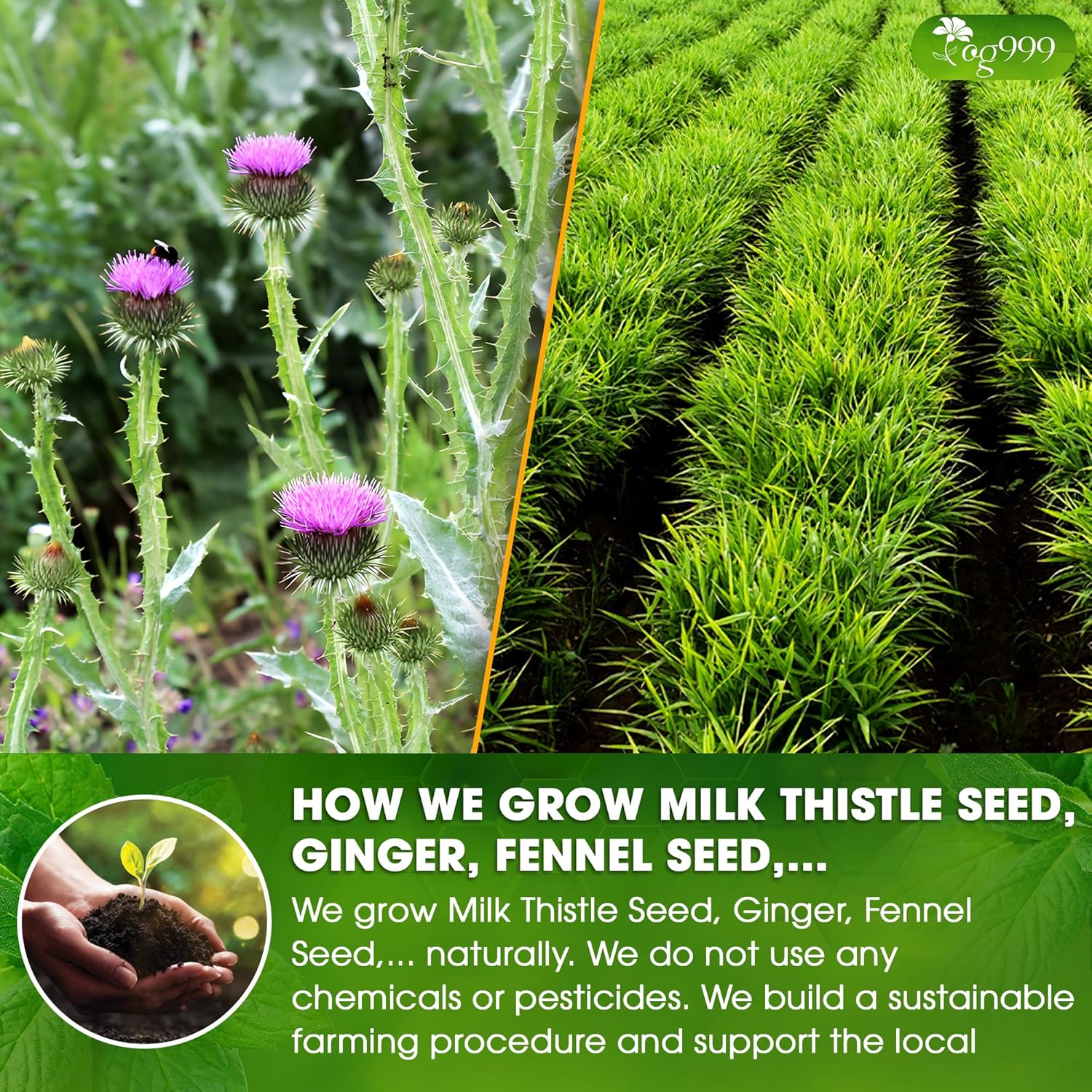 Premium Stomach & Liver Herbal Tea | Milk Thistle Seed, Ginger, Fennel, Peppermint & Licorice - Image 4