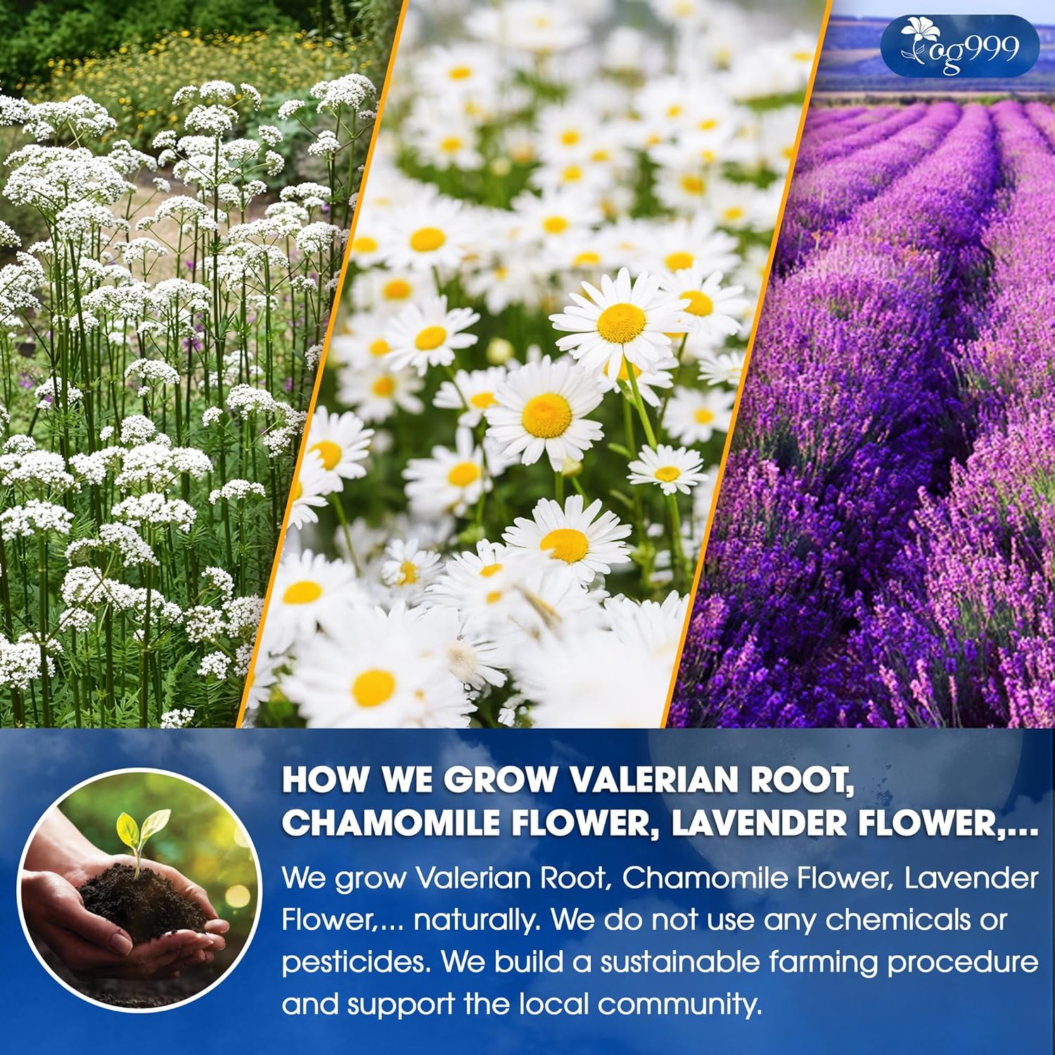 Premium Valerian Tea, Improve Digestion, Support Brain, Weight, Skin and Sleep - Image 5