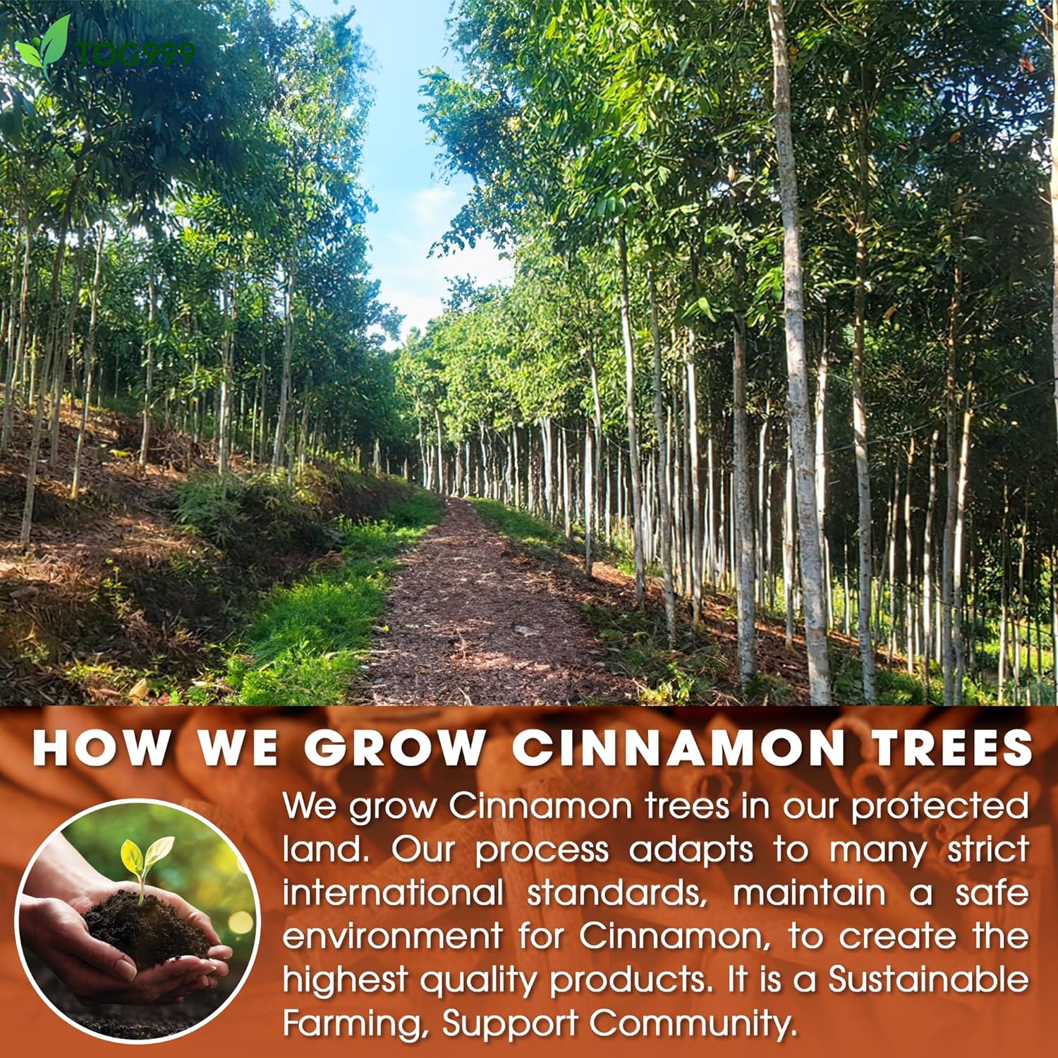 Pure Cinnamon Tea, 100% Natural & Pure Cinnamon. Cinnamon Herbal Tea. Cinnamon Stick Herbal Spice Tea. No Sugar, No Caffeine, No Gluten, Vegan. - Image 5